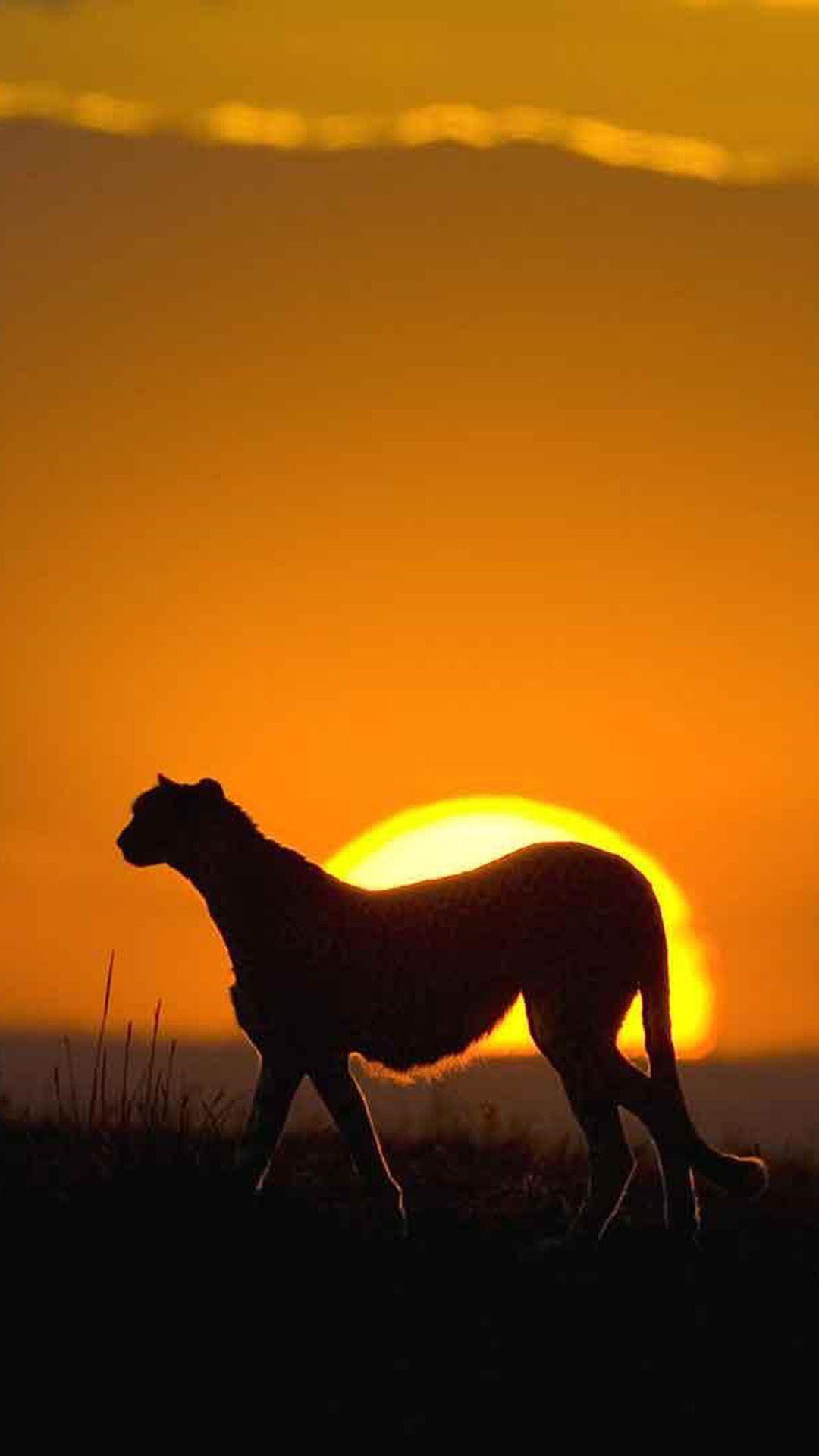 1080x1920 African Landscape Wallpaper