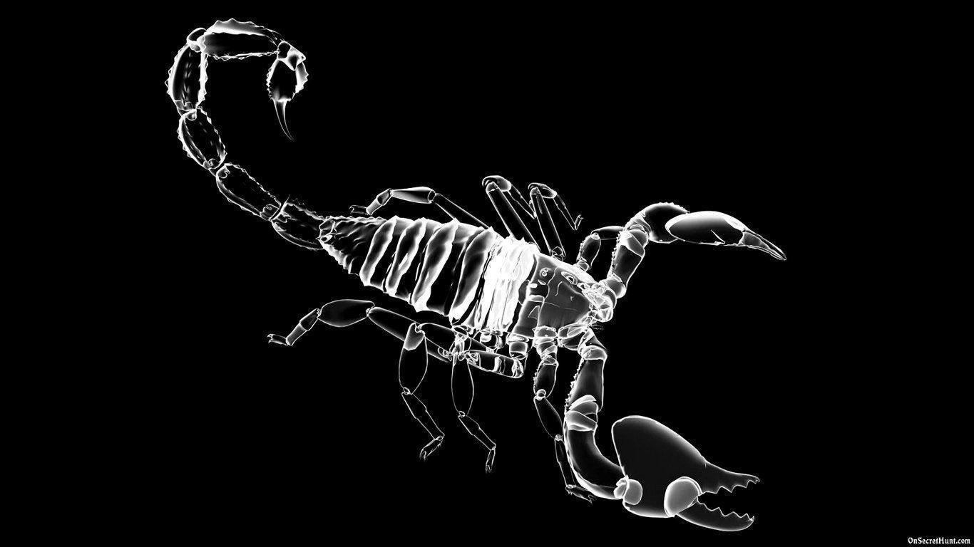 1366x768 Free download Scorpio Wallpaper [1366x768] for your Desktop, Mobile & Tablet. Explore Scorpio Wallpaper. Scorpio Wallpaper Picture, Scorpio Wallpaper Zodiac, Scorpio Desktop Wallpaper
