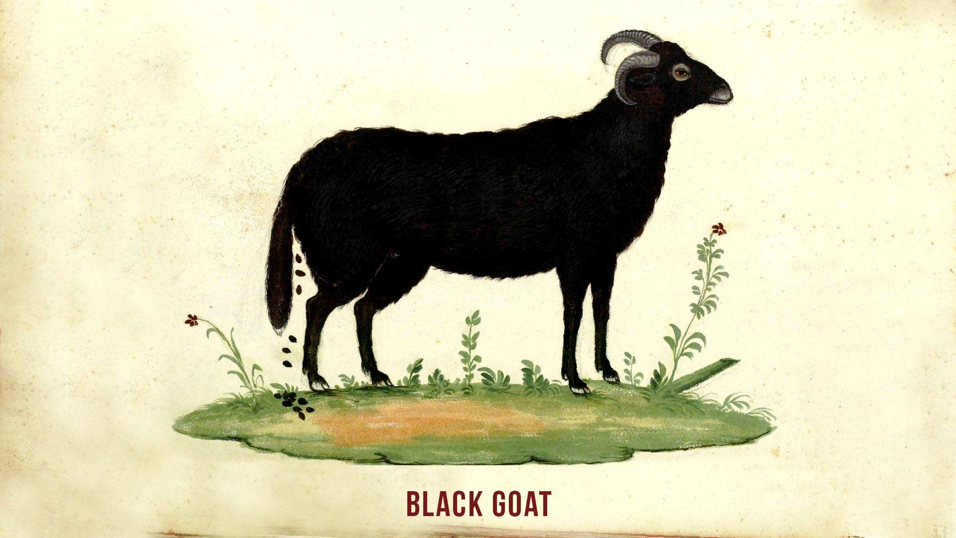 1920x1080 Goat Simulator Artwork. Steam Trading Cards