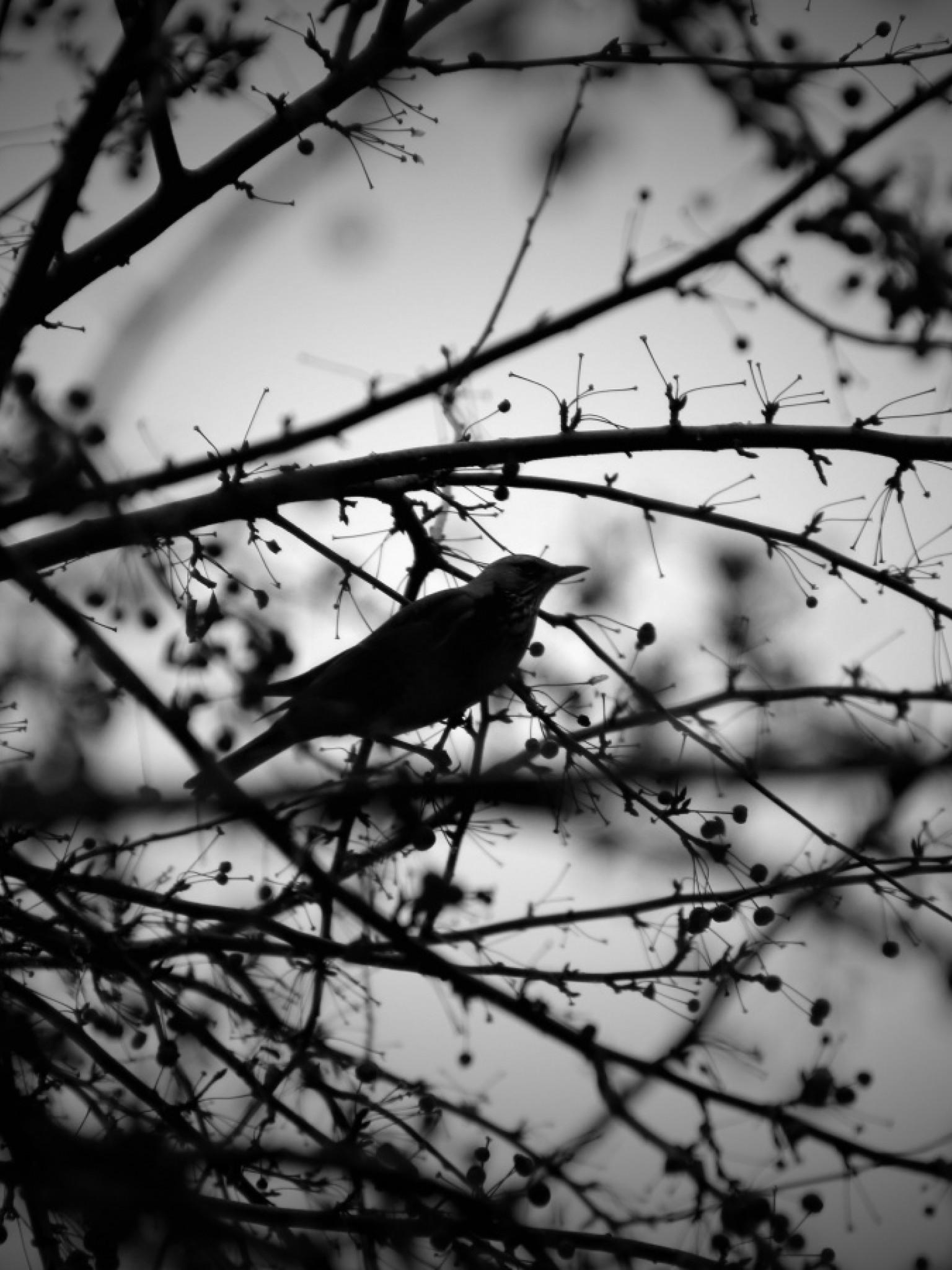 Black and White Bird Wallpapers - Top Free Black and White Bird