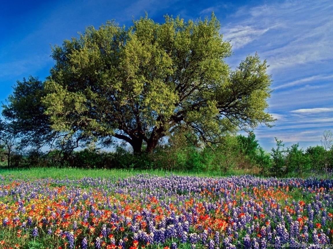 Texas Hill Country Wallpapers - Top Free Texas Hill Country Backgrounds