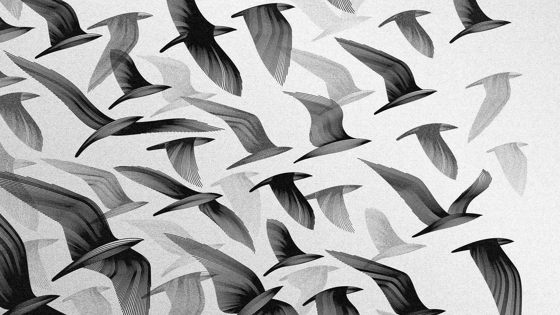 Black and White Bird Wallpapers - Top Free Black and White Bird