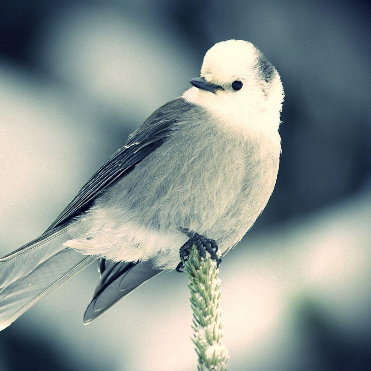 Black and White Bird Wallpapers - Top Free Black and White Bird