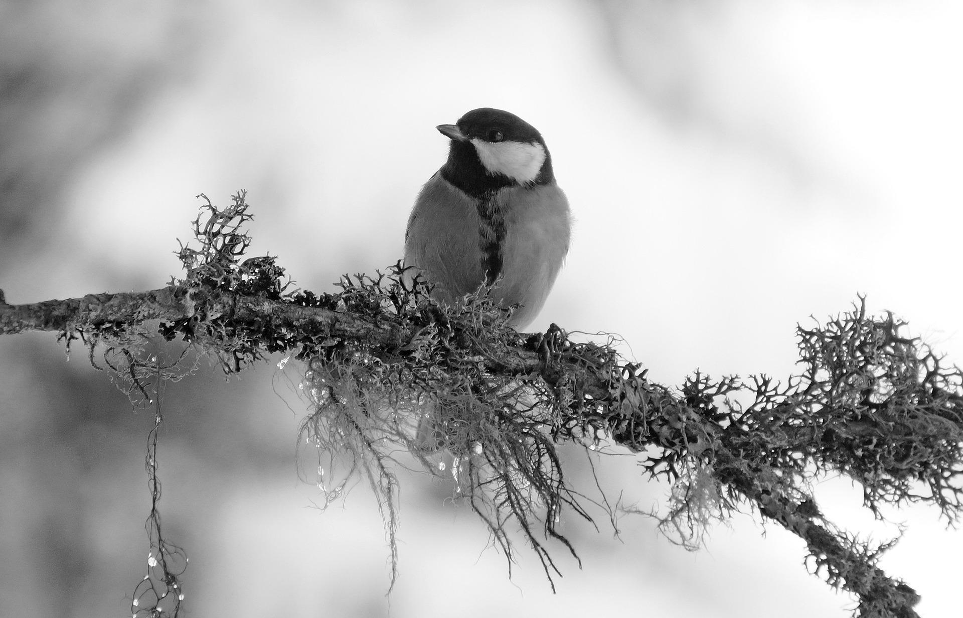 Black and White Bird Wallpapers - Top Free Black and White Bird