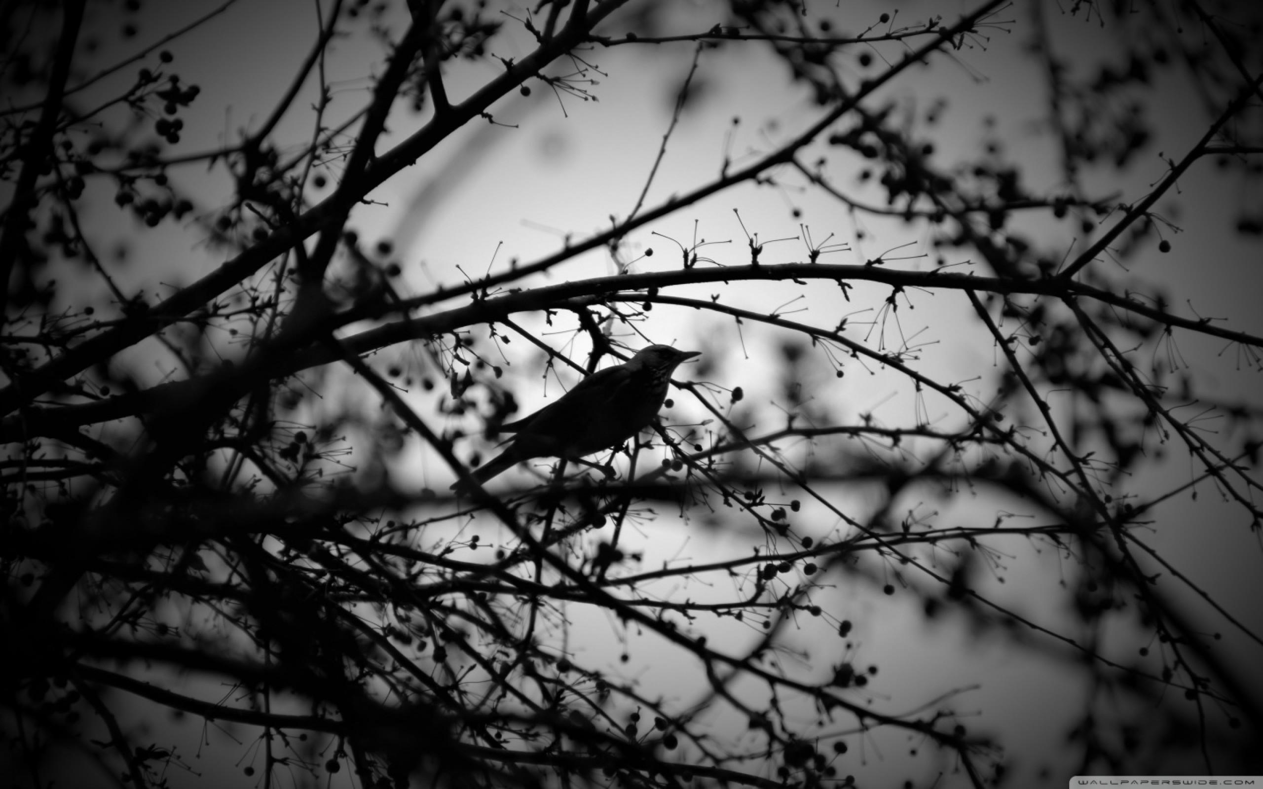 Black and White Bird Wallpapers - Top Free Black and White Bird