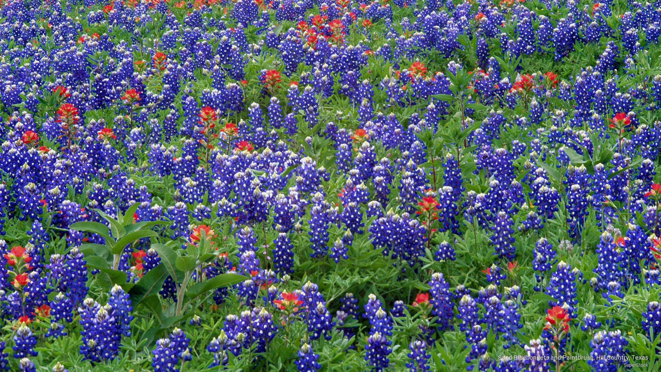 2560x1440 Free download Wallpaper Sand Bluebonnets and Paintbrush Hill Country Texas [2560x1440] for your Desktop, Mobile & Tablet. Explore Texas Hill Country Wallpaper. Texas Tech Wallpaper 1080p, Texas Bluebonnets Wallpaper