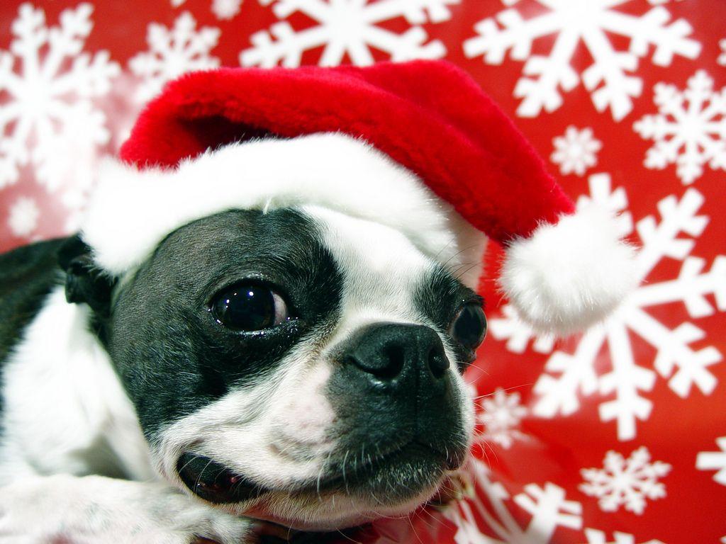 1024x768 Boston Terrier as Santa claus. Boston bull terrier, Boston terrier dog, Boston terrier