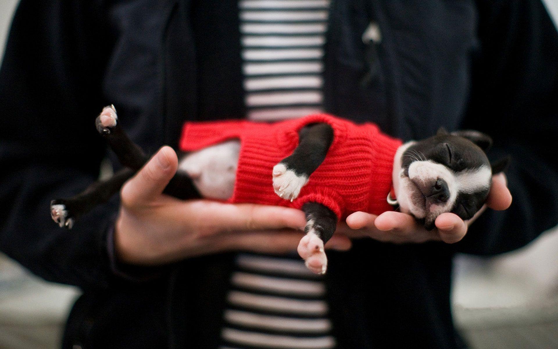 1920x1200 Boston Terrier Christmas Wallpaper, HD Boston Terrier Christmas Background