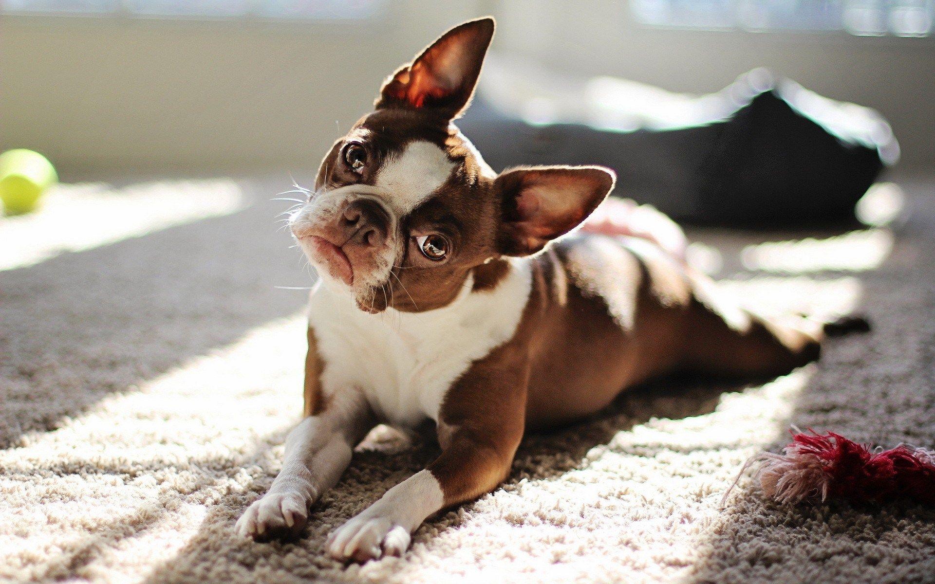1920x1200 Boston Terrier Wallpaper Free Download