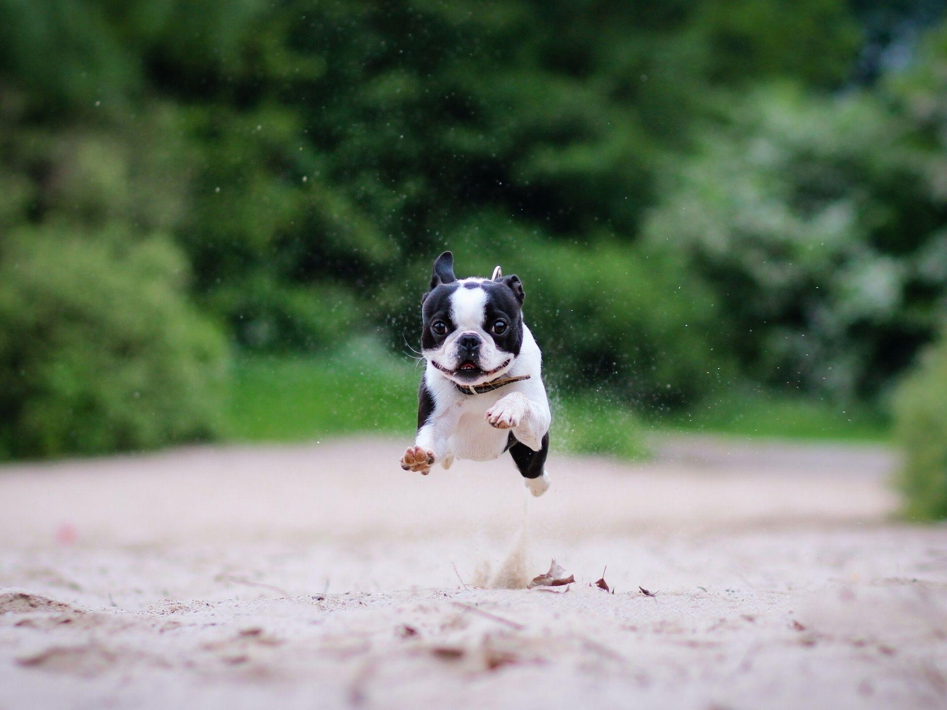 1920x1440 Wallpaper Cute Boston Terrier Puppies