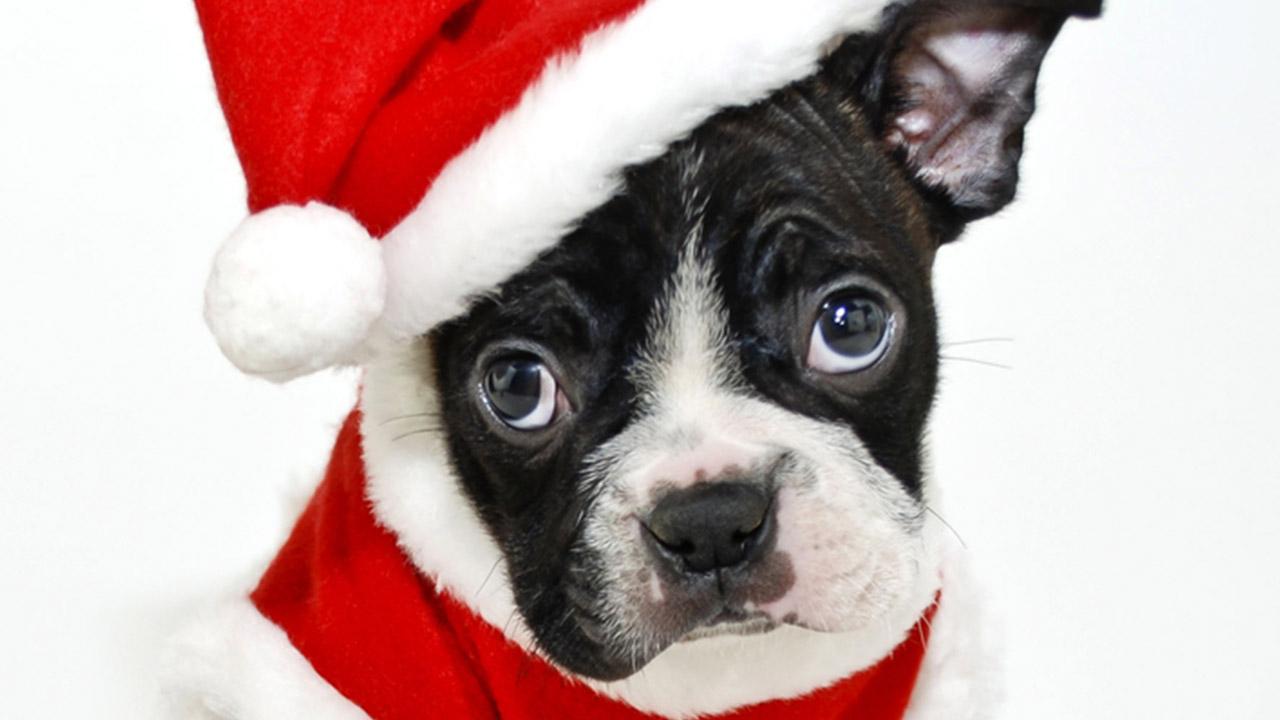 Boston Terrier Christmas Wallpapers - Top Free Boston Terrier Christmas ...