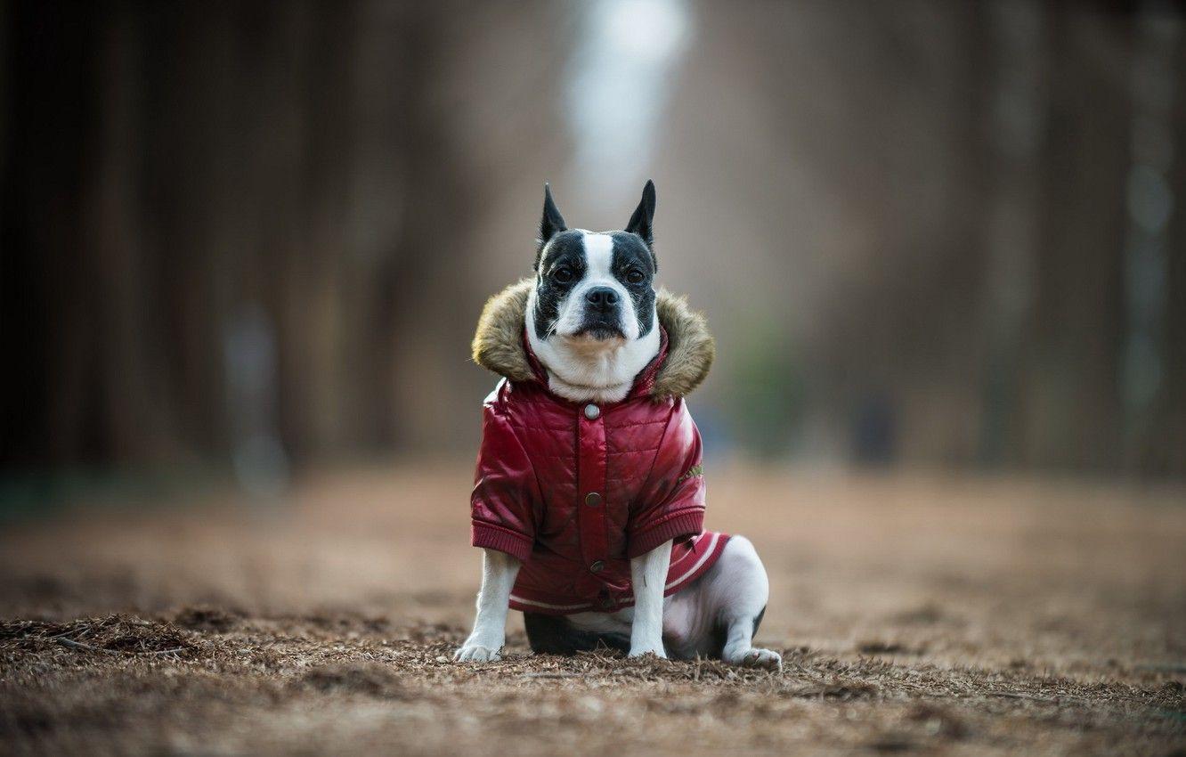 1332x850 Boston Terrier Christmas Wallpaper, HD Boston Terrier Christmas Background