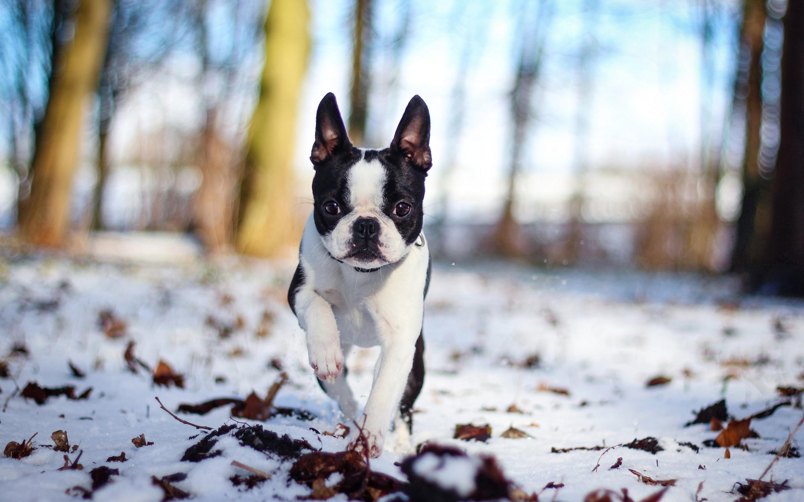 Boston Terrier Christmas Wallpapers - Top Free Boston Terrier Christmas