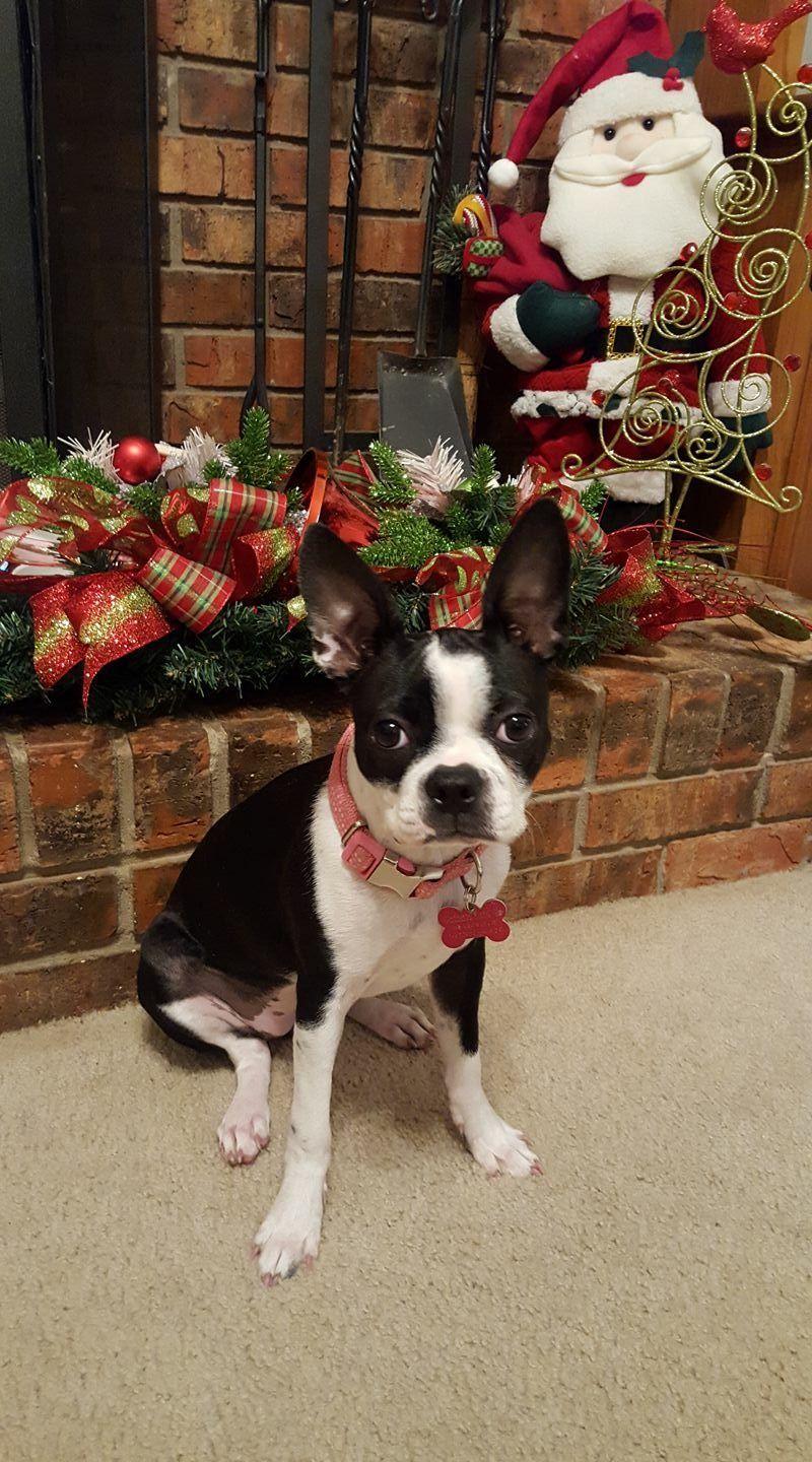 800x1440 Christmas Boston. Boston terrier christmas, Boston terrier funny, Boston terrier lover