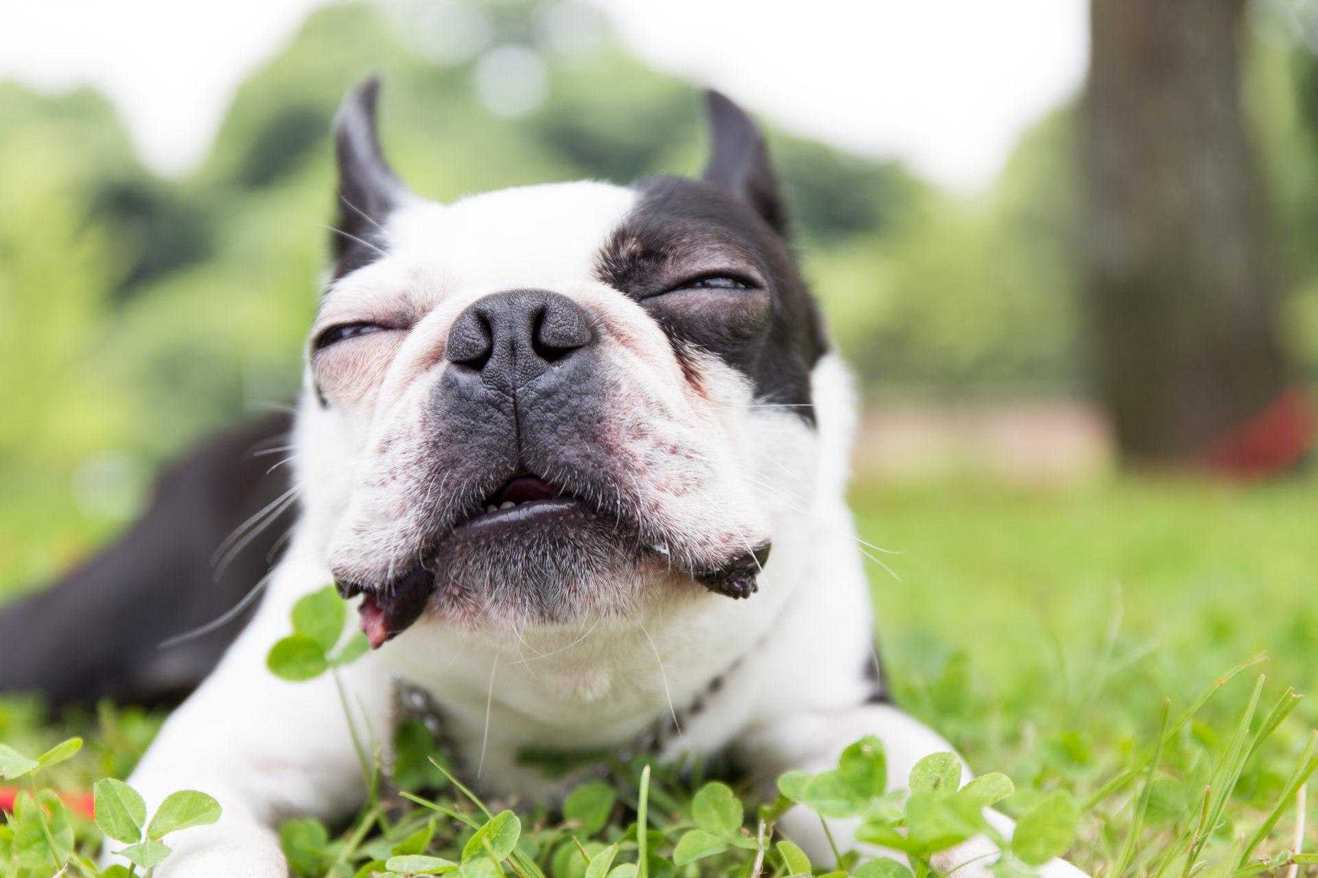 1920x1280 Free download My Boston Terrier HD Dog Wallpaper Theme MyStart [1920x1280] for your Desktop, Mobile & Tablet. Explore Boston Terrier Dogs Wallpaper. Boston Terrier Dogs Wallpaper, Boston Terrier Wallpaper
