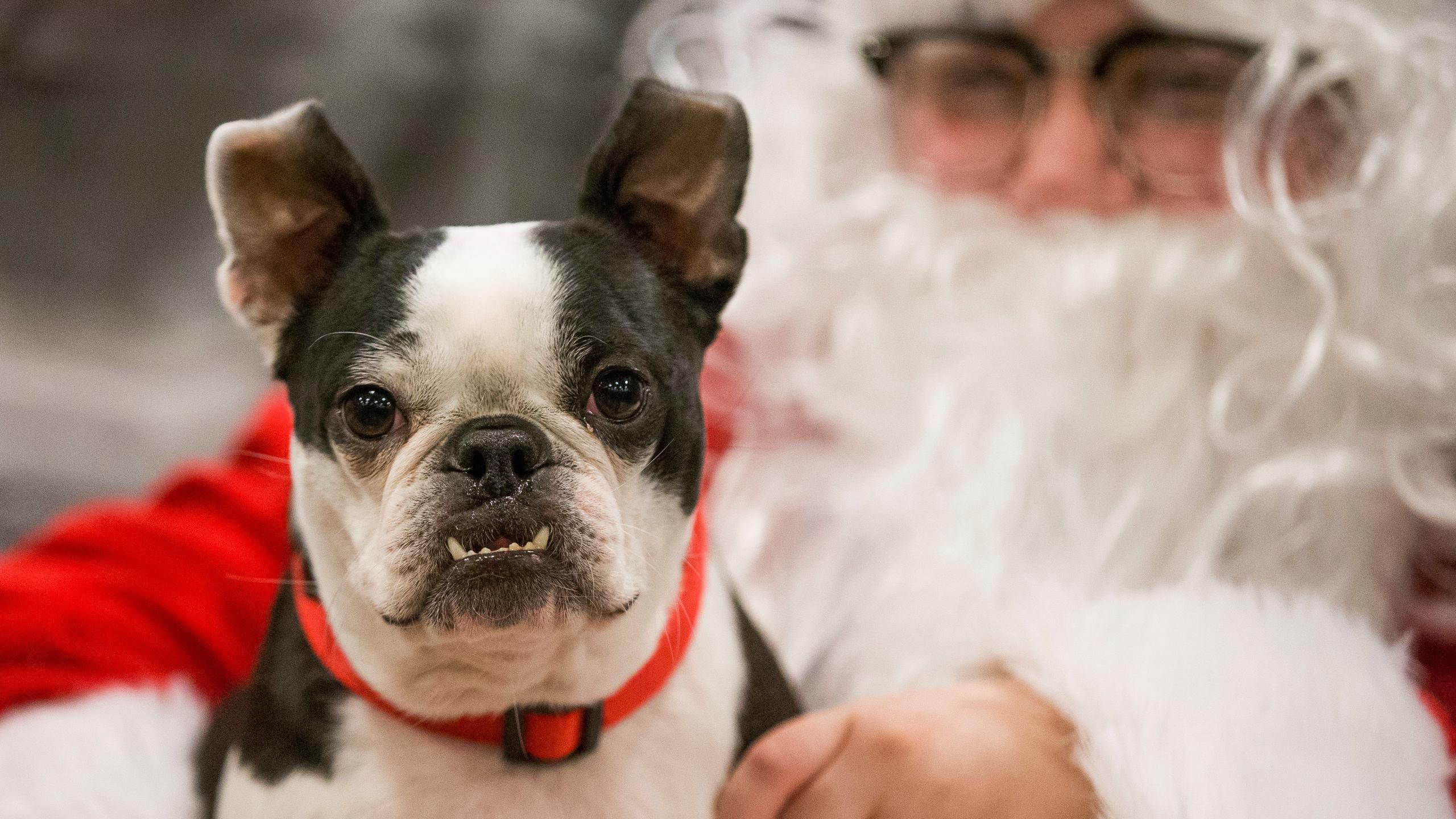 2560x1440 Metter Animal Shelter to host pet Santa photo Saturday