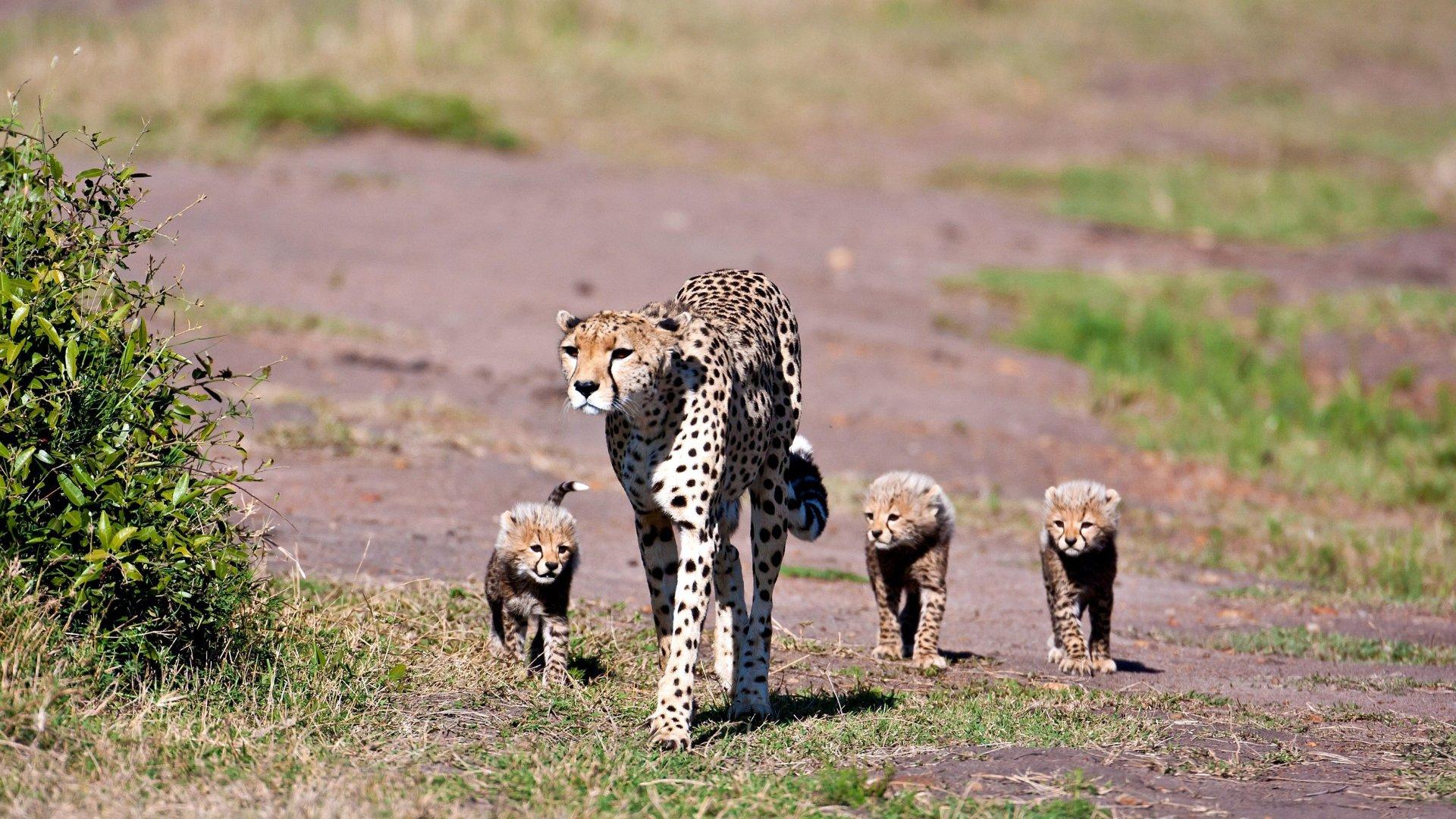 1920x1080 4K Ultra HD Cheetah Wallpaper and Background Image