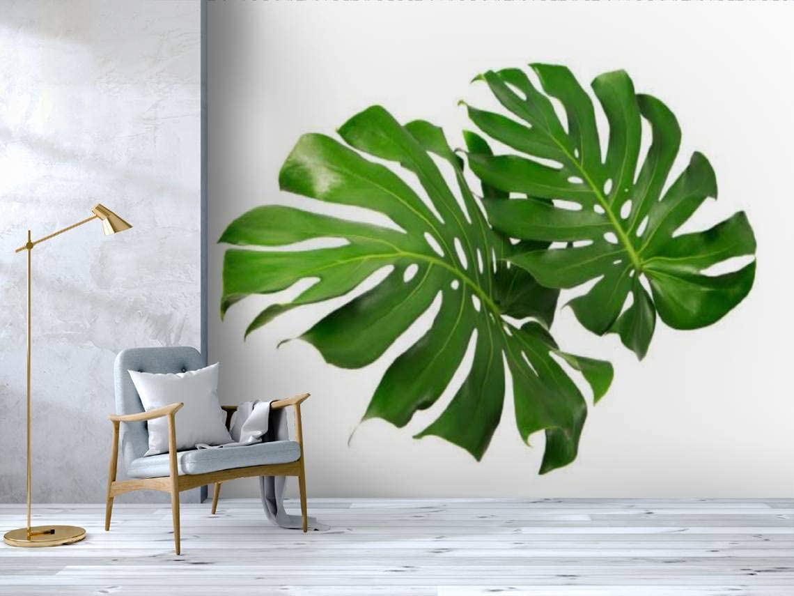 1140x855 Self Adhesive Wallpaper Roll Paper monstera deliciosa leaf or swiss cheese plant, isolated on white Removable Peel and Stick Wallpaper Decorative Wall Mural Posters Home Covering Interior Film : Tools