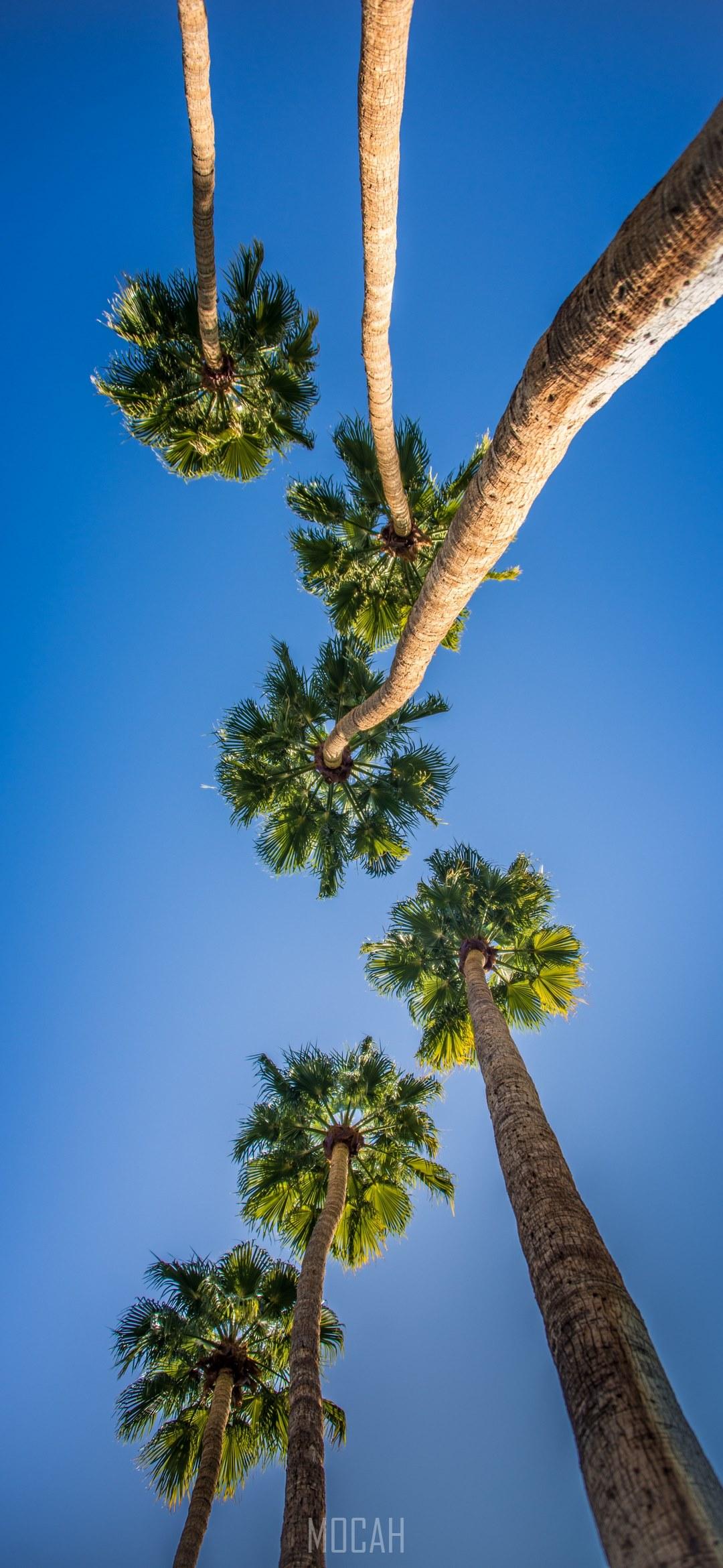 1080x2340 bottom view palm palm tree and looking up hd, Xiaomi Mi Note 10 Lite wallpaper download, 1080x2340. Mocah HD Wallpaper