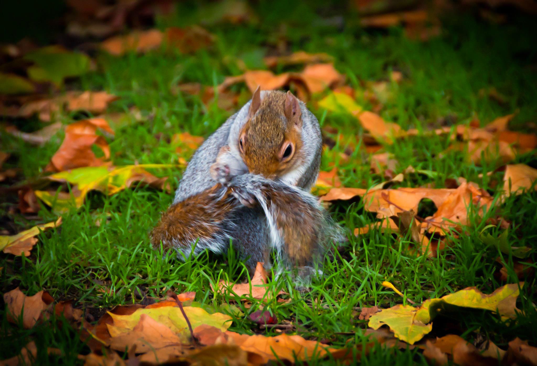 2048x1397 Hyde Park Squirrel 3 HD Wallpaper