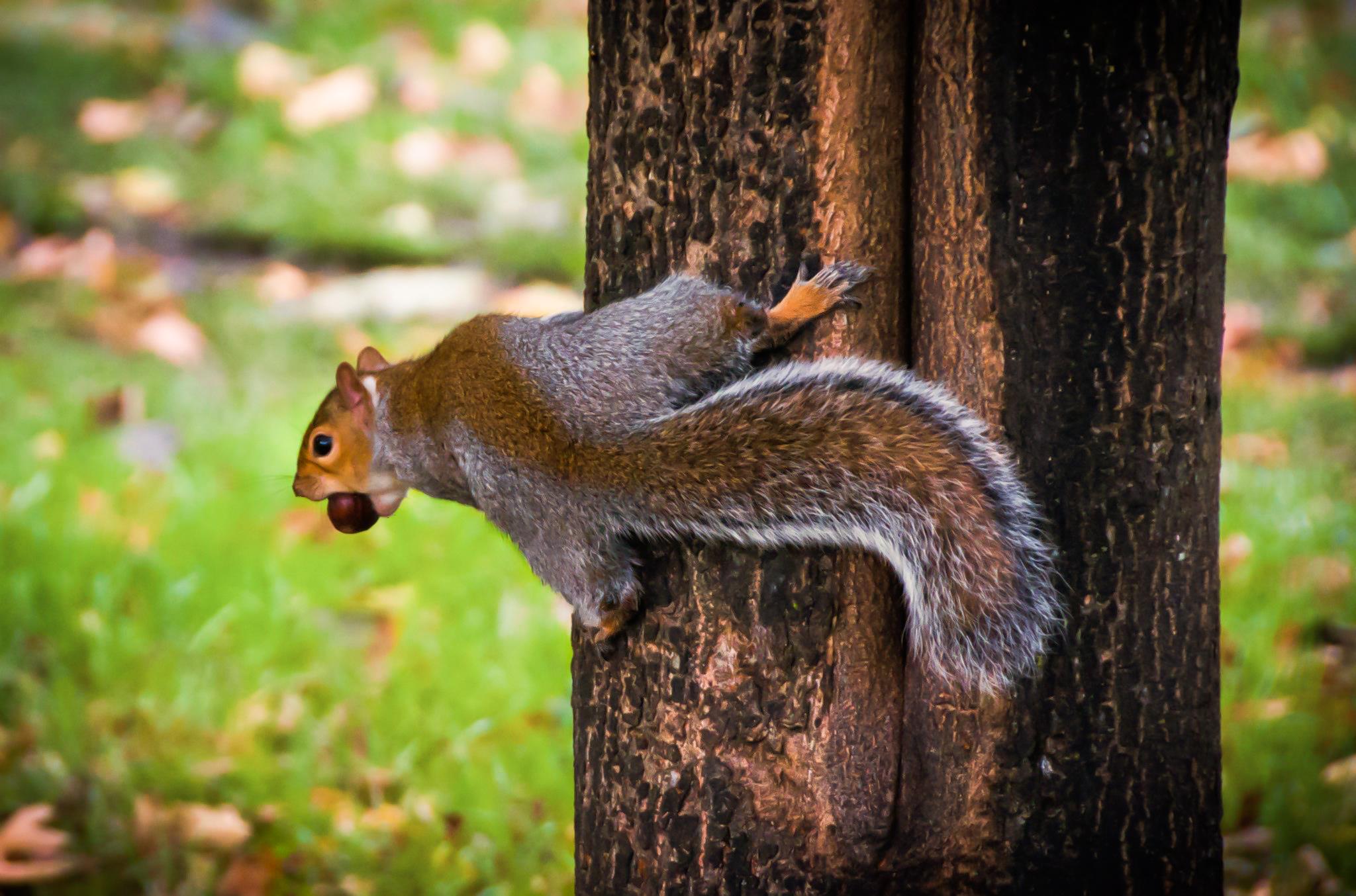 2048x1354 Hyde Park Squirrel 4 HD Wallpaper