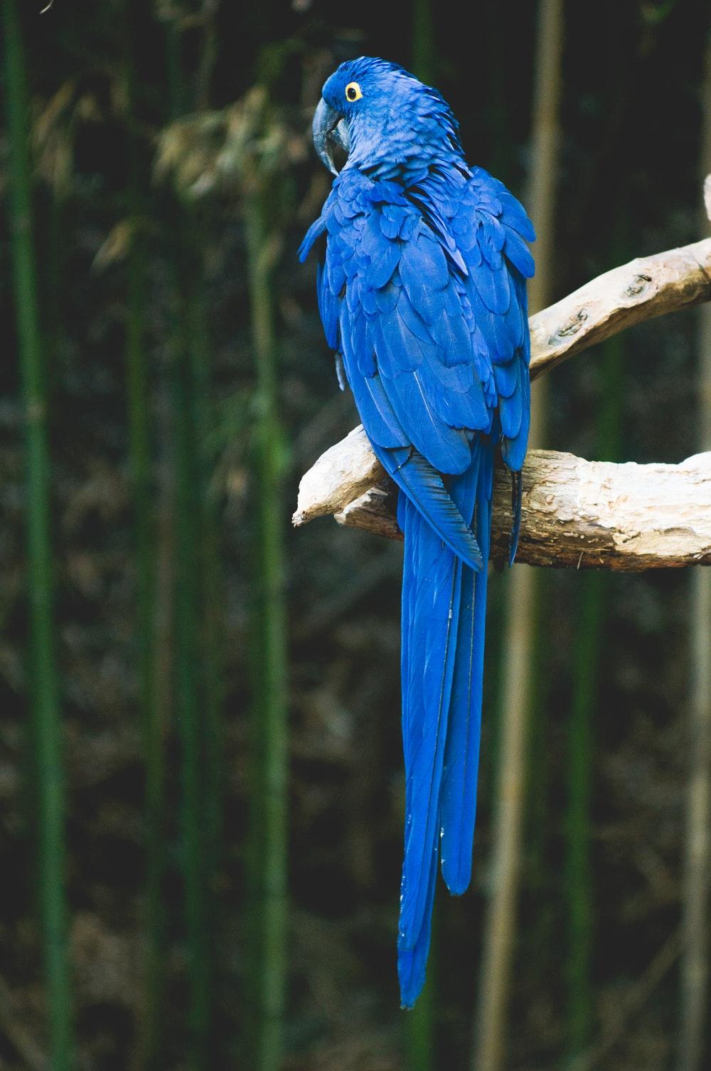 1000x1505 Blue Parrot Picture. Download Free Image