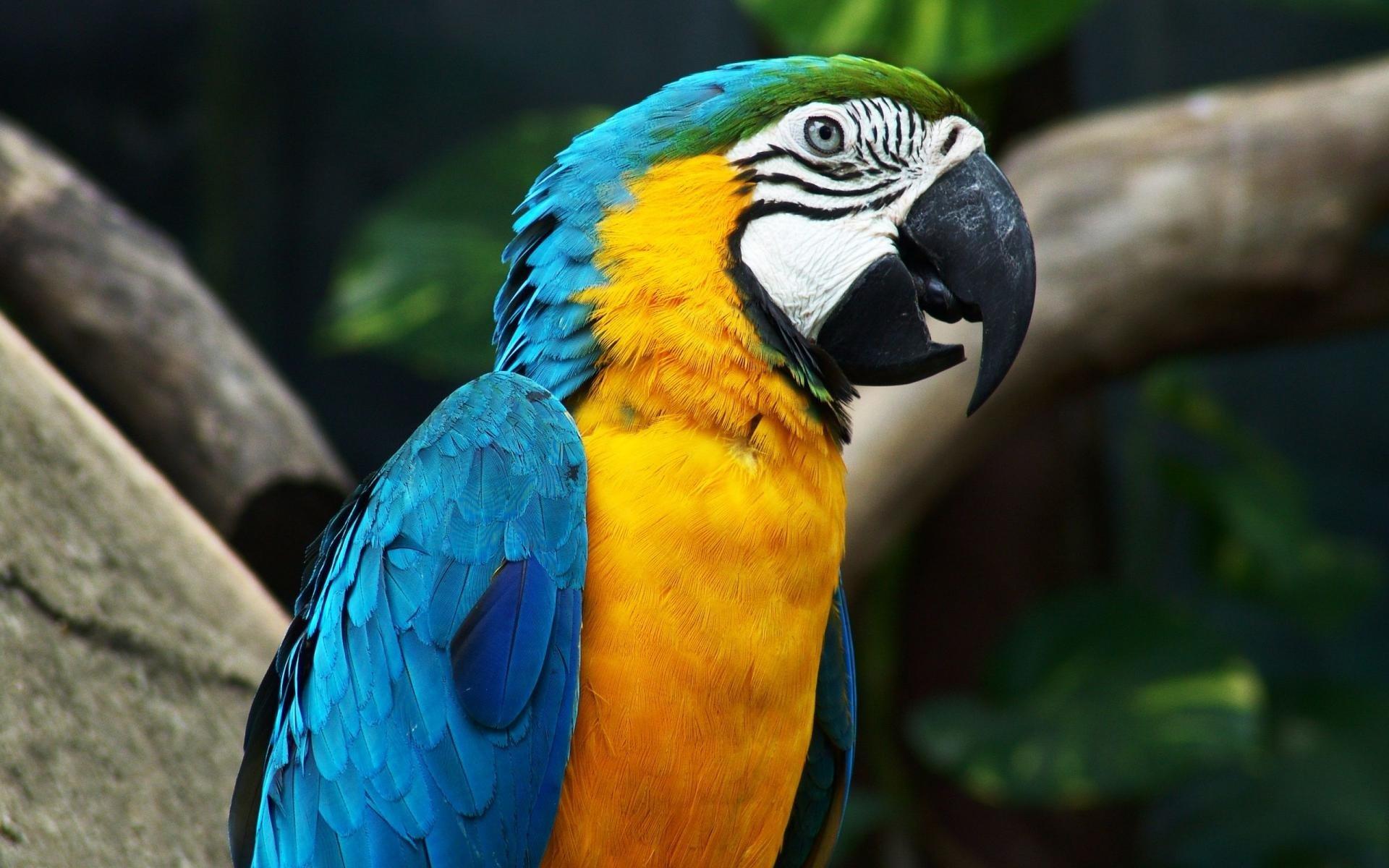 1920x1200 Blue And Yellow Macaw HD Wallpaper
