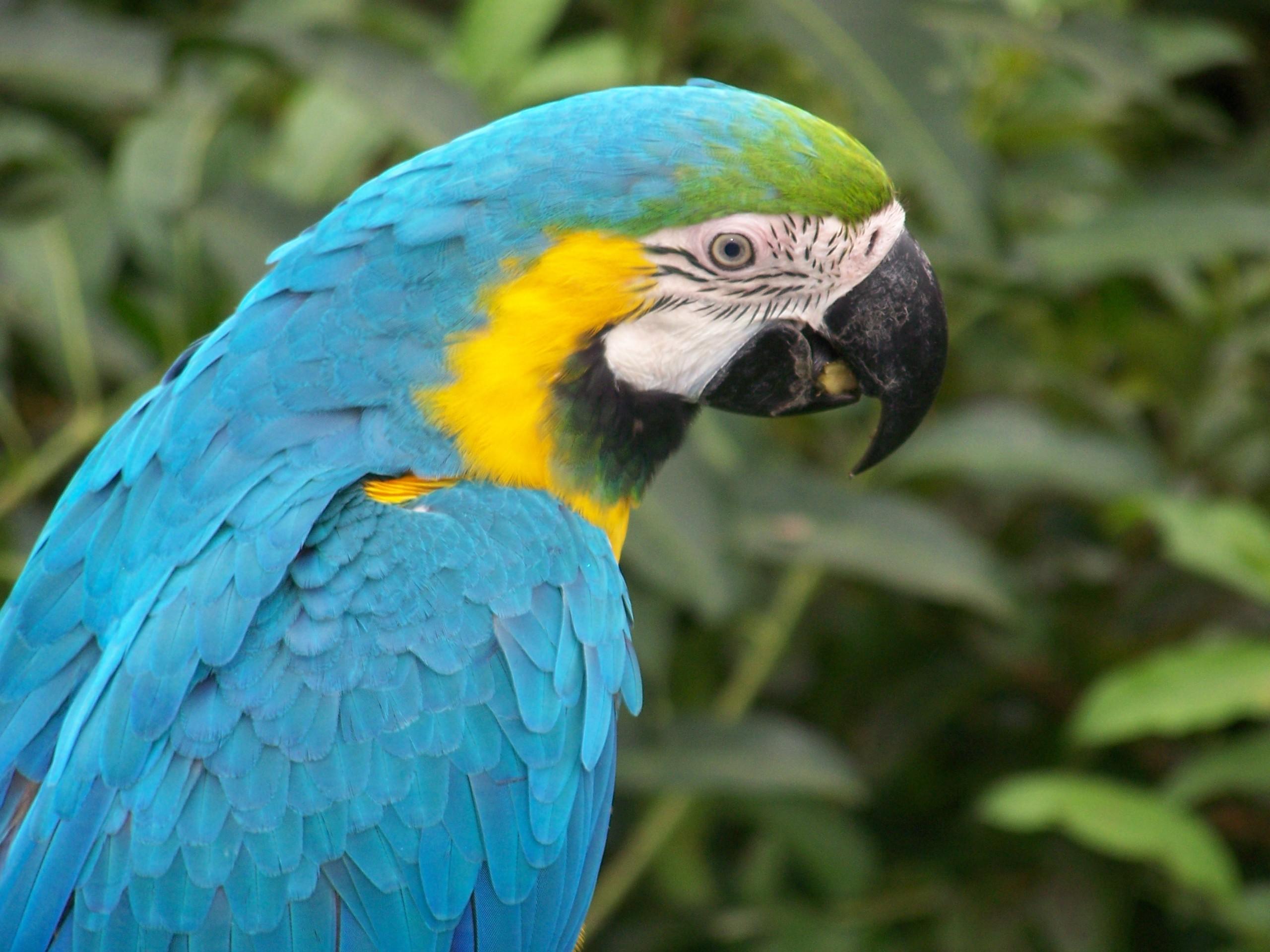 2560x1920 Blue Macaw Parrot wallpaper. Blue Macaw Parrot