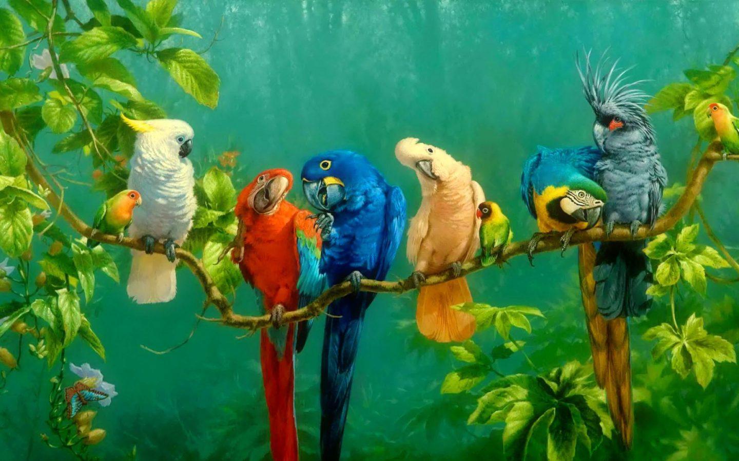 1440x900 Parrot Colorful Birds On Branch Red Yellow Blue White Macaw Parrot Wallpaper HD 1920x1080 :