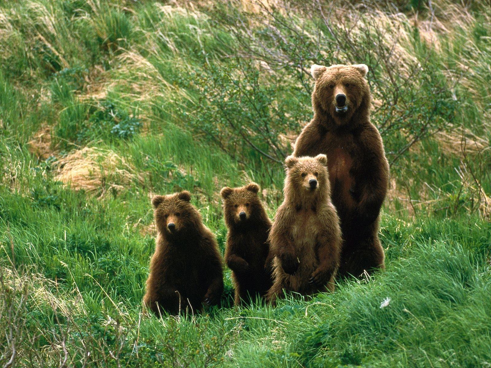 1600x1200 Papa Bear And Cubs HD Wallpaper