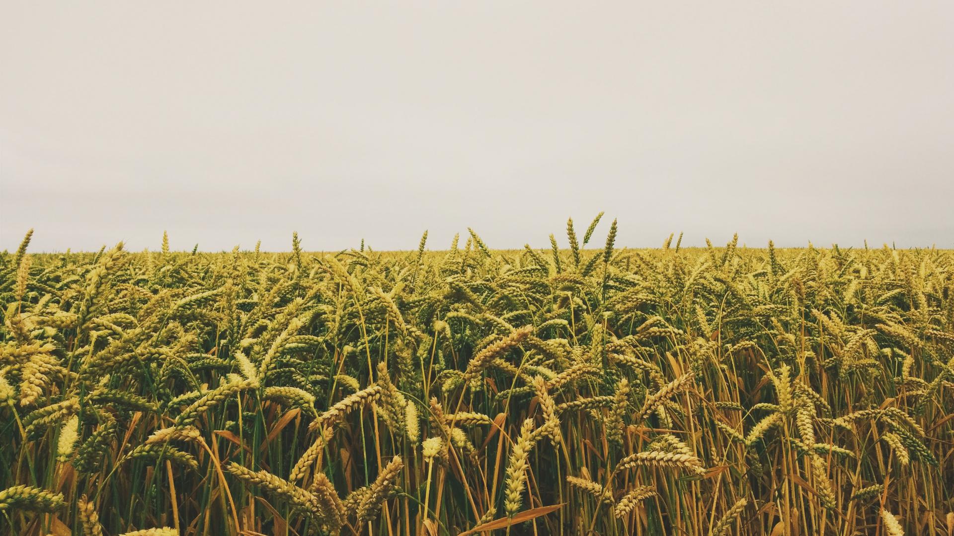 1920x1080 Download Cornfarm, harvest, nature, farm wallpaper, 1920x Full HD, HDTV, FHD, 1080p
