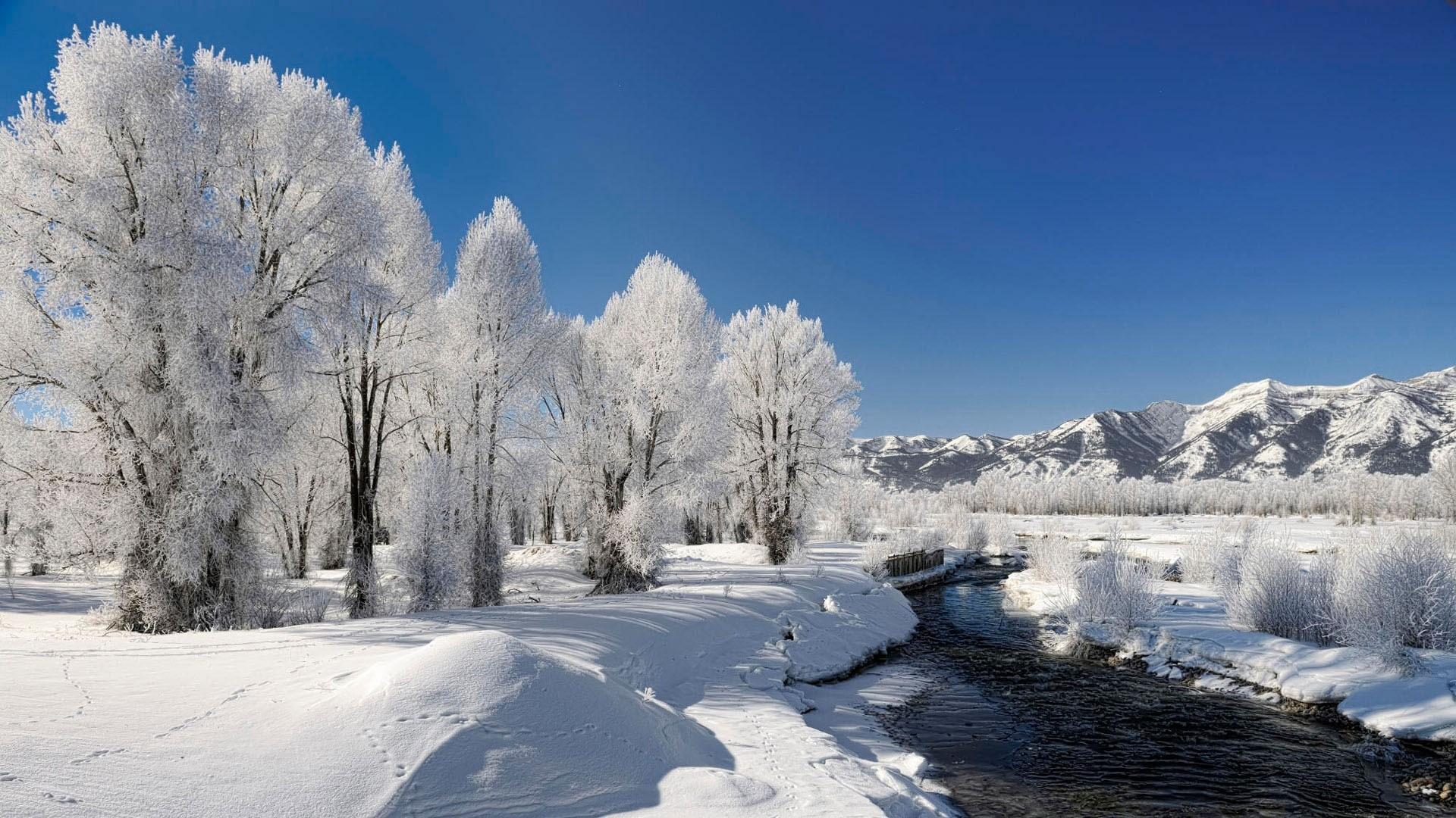 1920x1080 Winter Wildlife Wallpaper