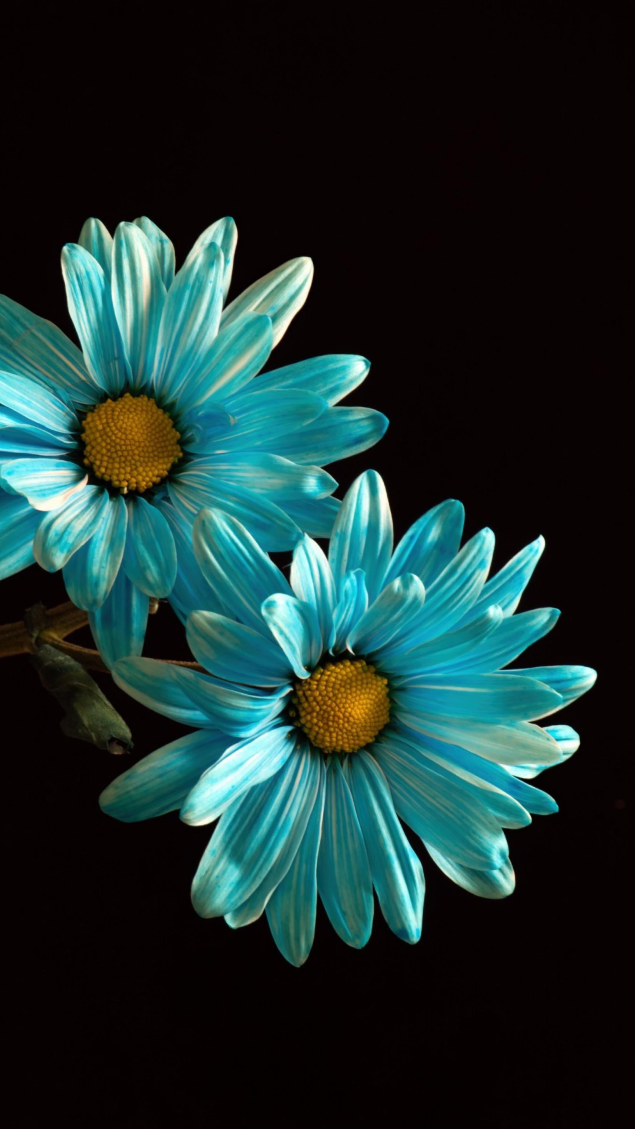 2160x3840 AMOLED Flower Wallpaper. Flower phone wallpaper, Flowery wallpaper, Flower iphone wallpaper