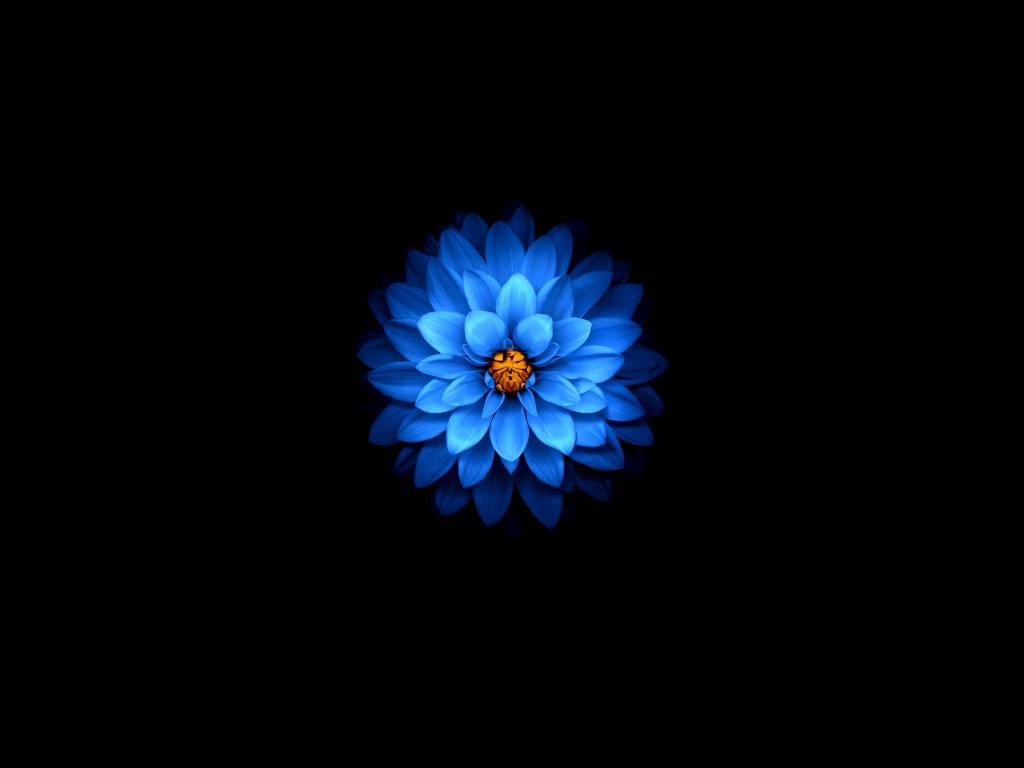 1024x768 Desktop wallpaper blue flower, dark, amoled, HD image, picture, background, 476b3b