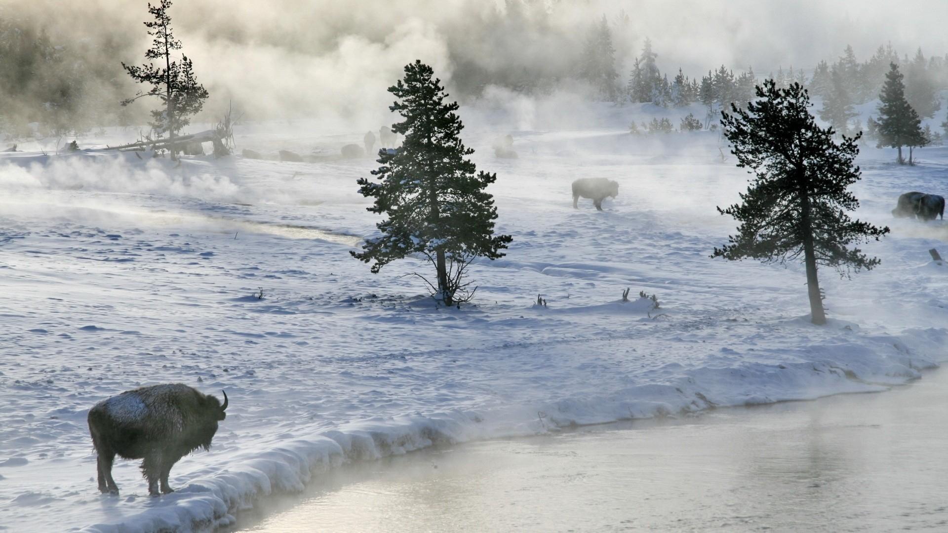 1920x1080 Download Wallpaper, Download nature winter snow rivers bison avalanche 1920x1080 wallpaper Animals HD Wallpaper, Hi Res Animals Wallpaper, High Definition Wallpaper