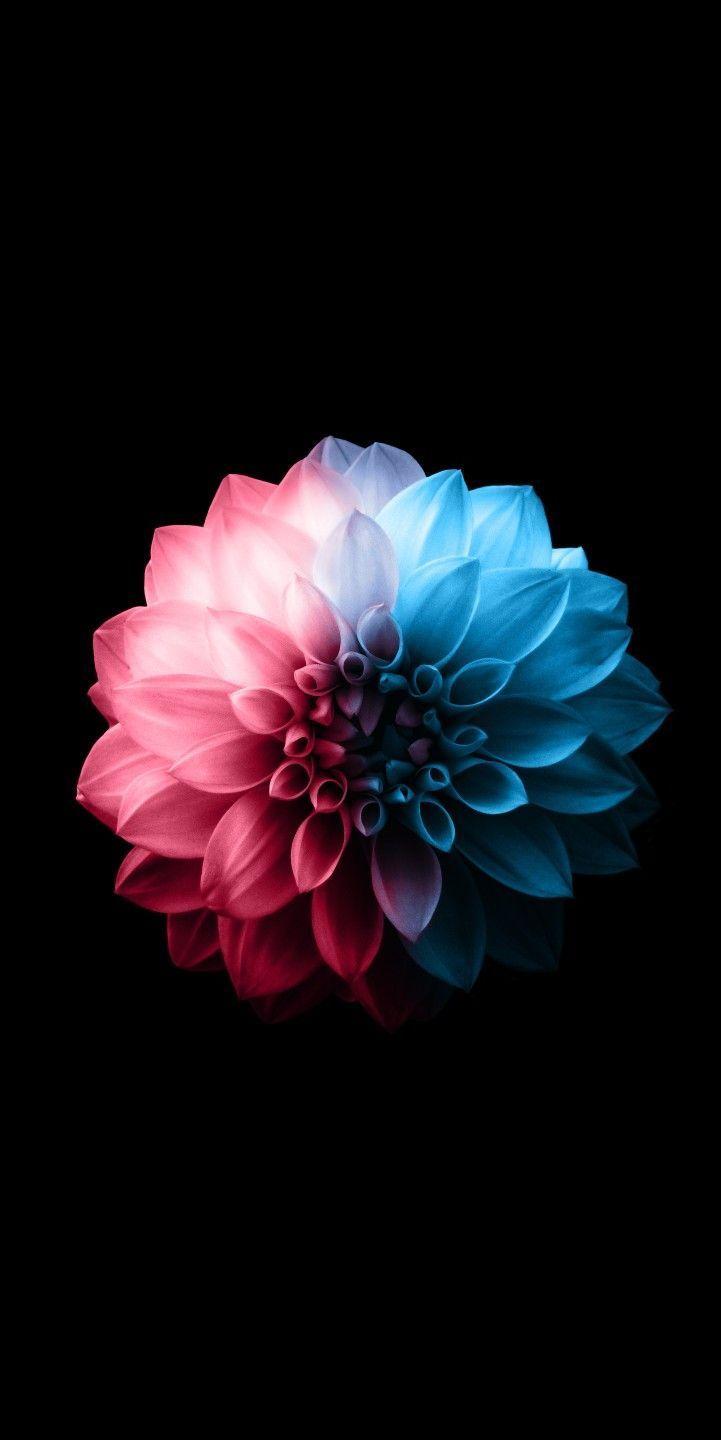 721x1440 My saves. Flower background iphone, Flower iphone wallpaper, Flower phone wallpaper
