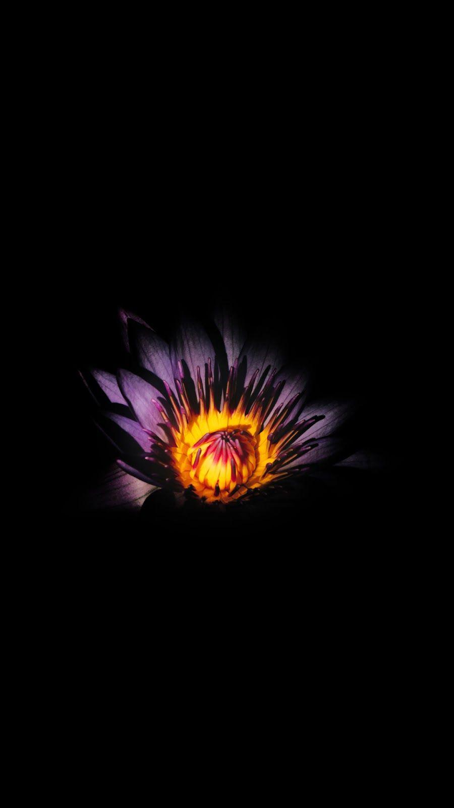 900x1600 Flower (Saving battery for Amoled display) #wallpaper #iphone #android. Flower phone wallpaper, Pure black wallpaper, Phone wallpaper