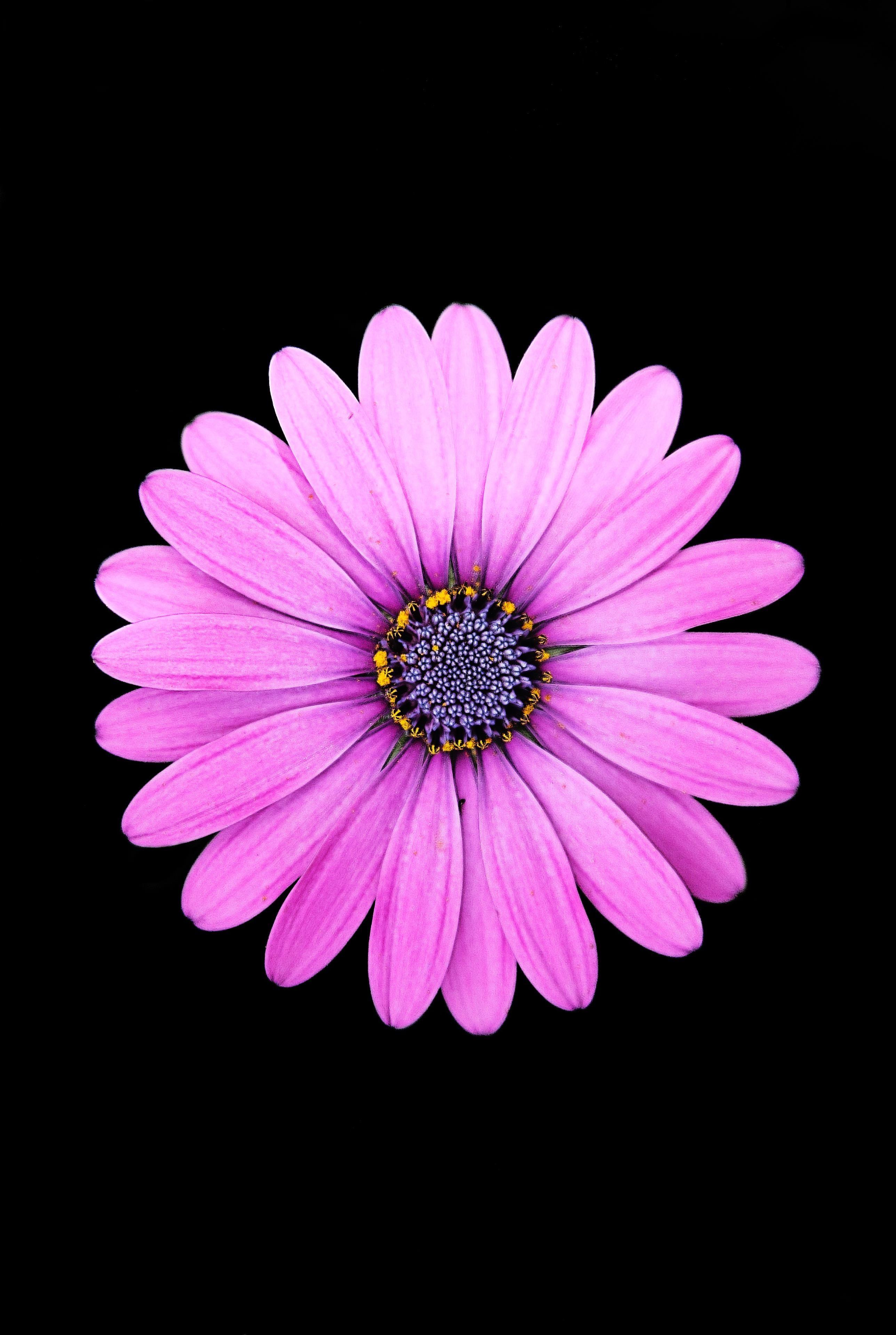 AMOLED Flower Wallpapers Top Free AMOLED Flower Backgrounds