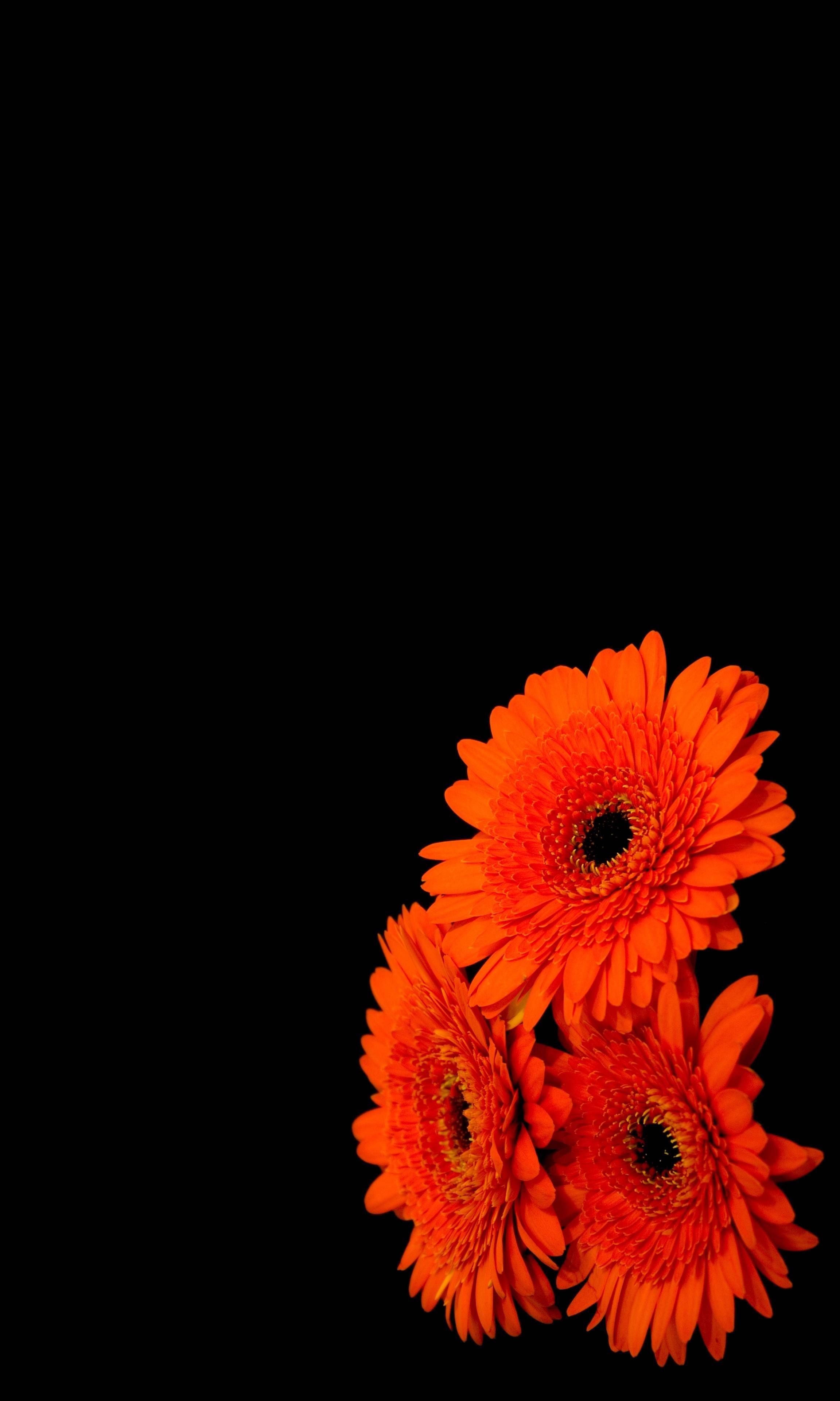 AMOLED Flower Wallpapers Top Free AMOLED Flower Backgrounds