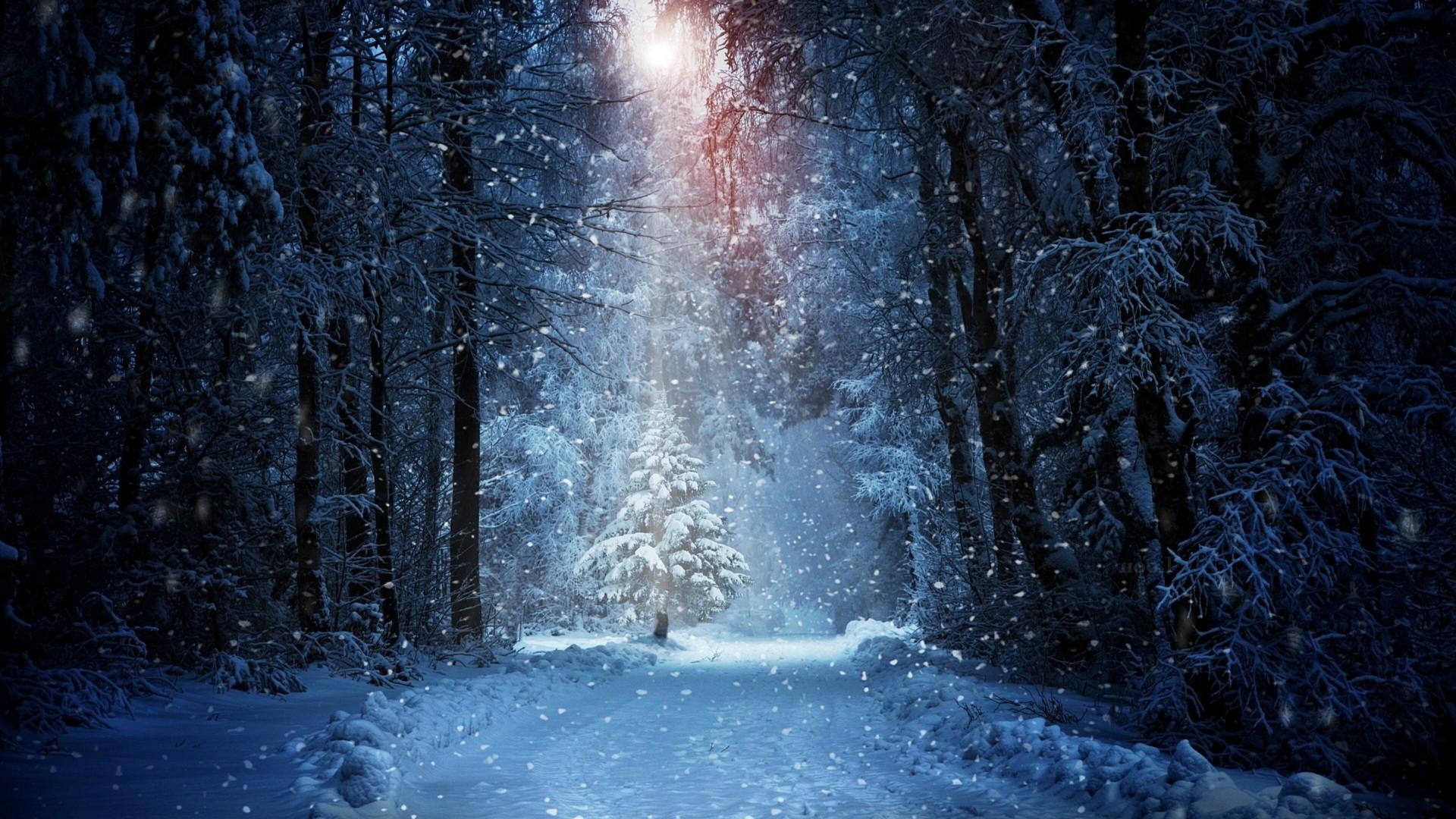 1920x1080 Snow Covered Forest During Winter 4K HD Nature Wallpaper