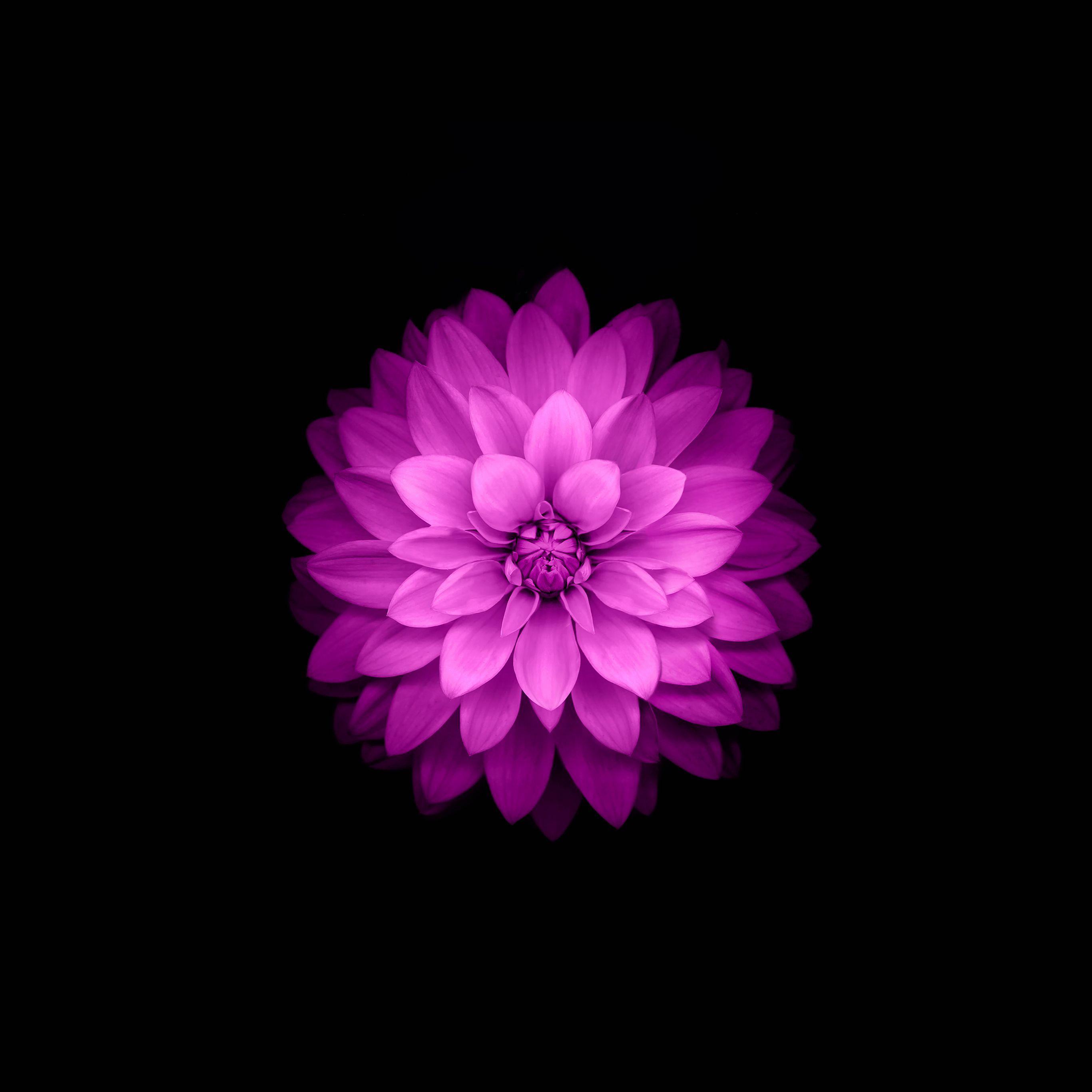 AMOLED Flower Wallpapers Top Free AMOLED Flower Backgrounds