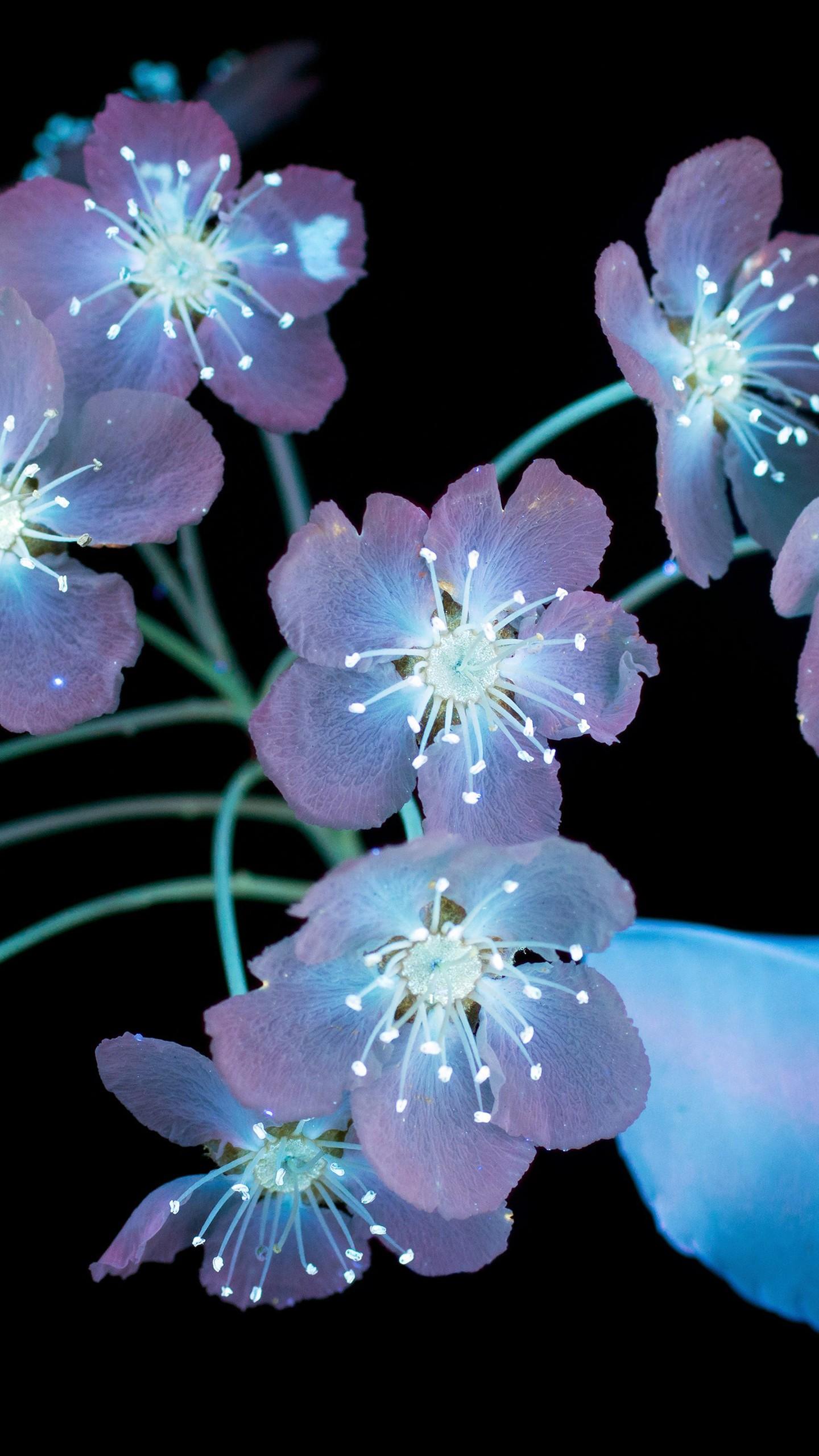 1440x2560 AMOLED Flowers MacOS Mojave Stock 5K Wallpaper