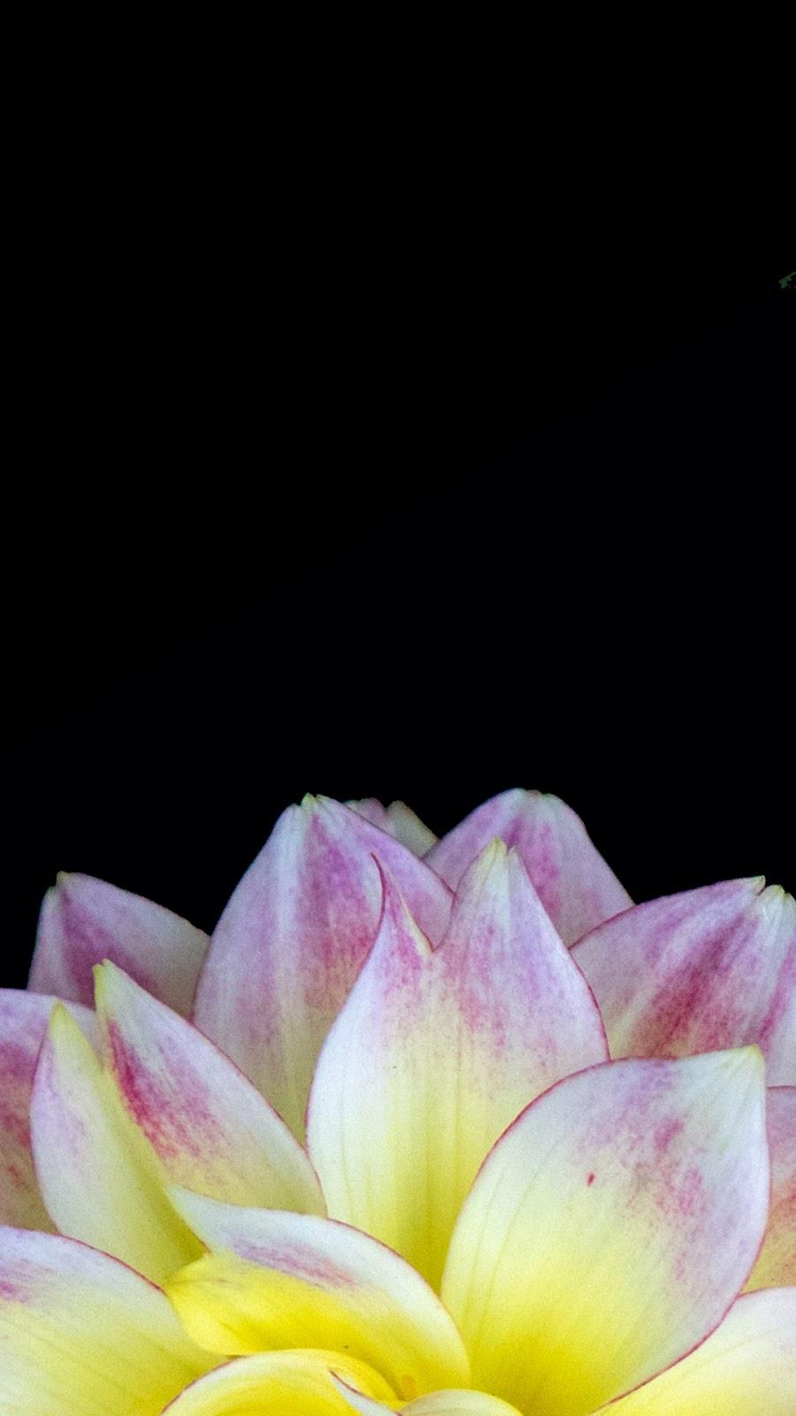 900x1600 Amoled flower phone wallpaper
