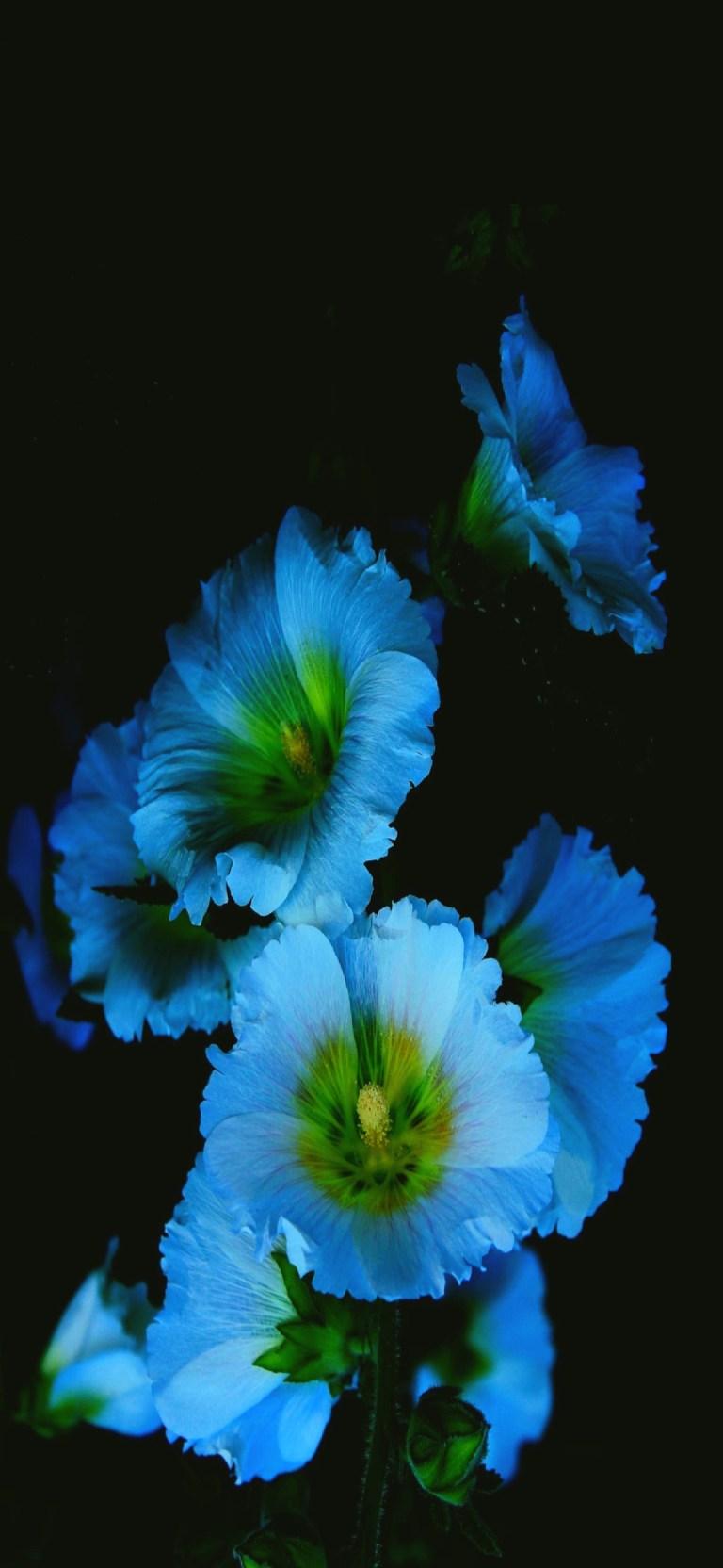 AMOLED Flower Wallpapers Top Free AMOLED Flower Backgrounds