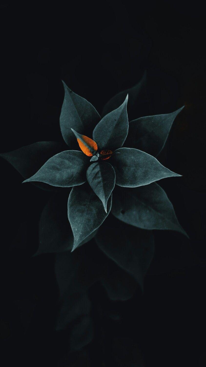844x1500 Amoled Plant Wallpaper