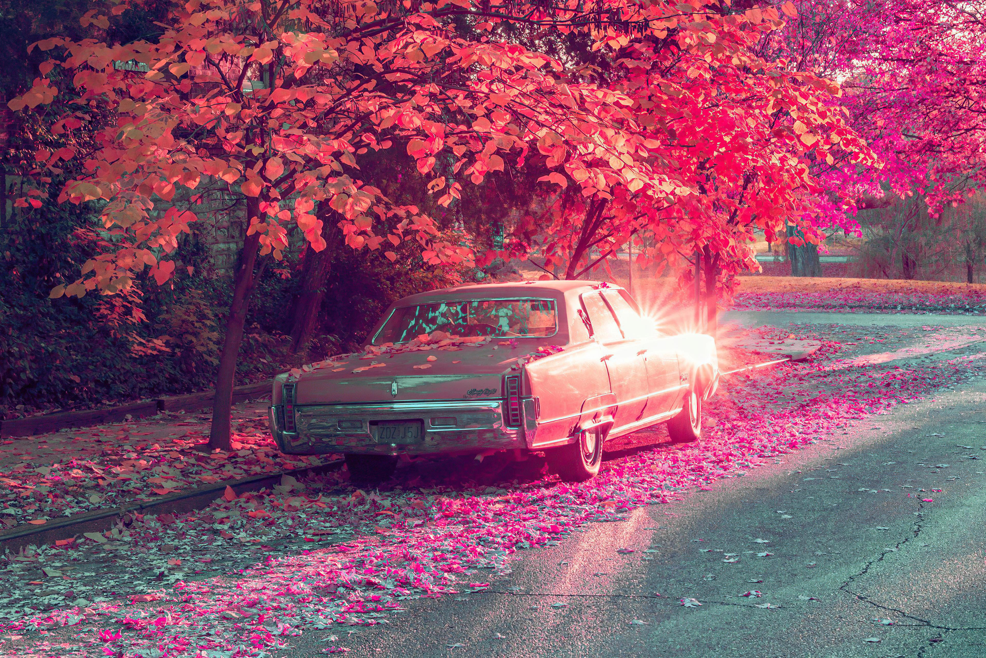 3840x2561 Vintage Car Parked Under Tree Covered By Flowers, HD Photography, 4k Wallpaper, Image, Background, Photo and Picture