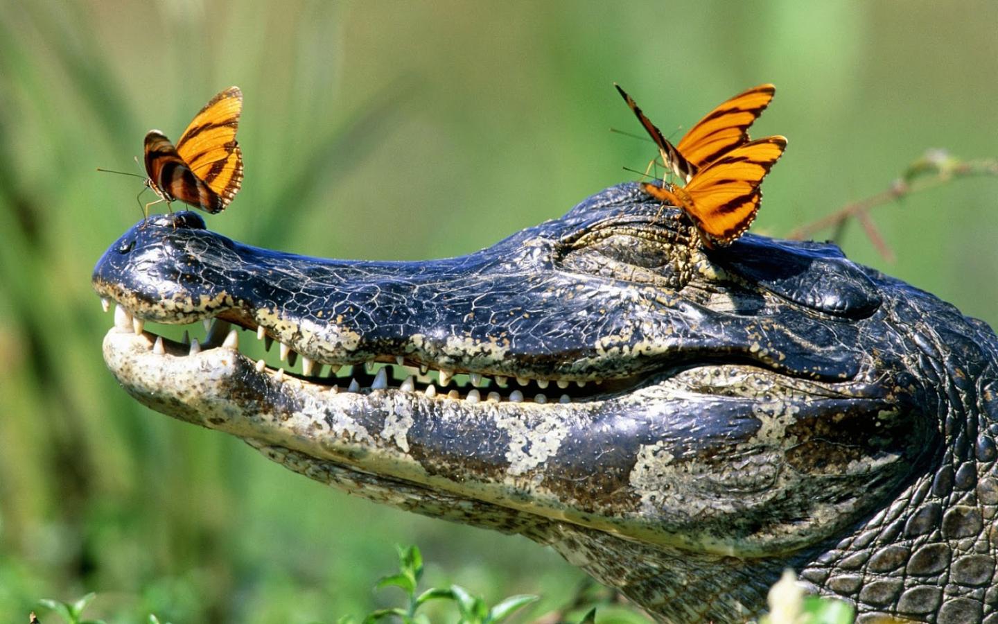 Cute Alligator Pictures