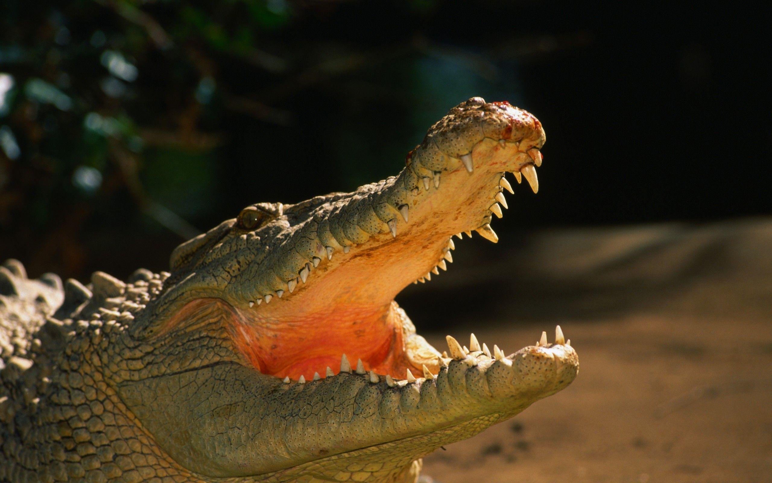 2560x1600 Alligator Wallpaper