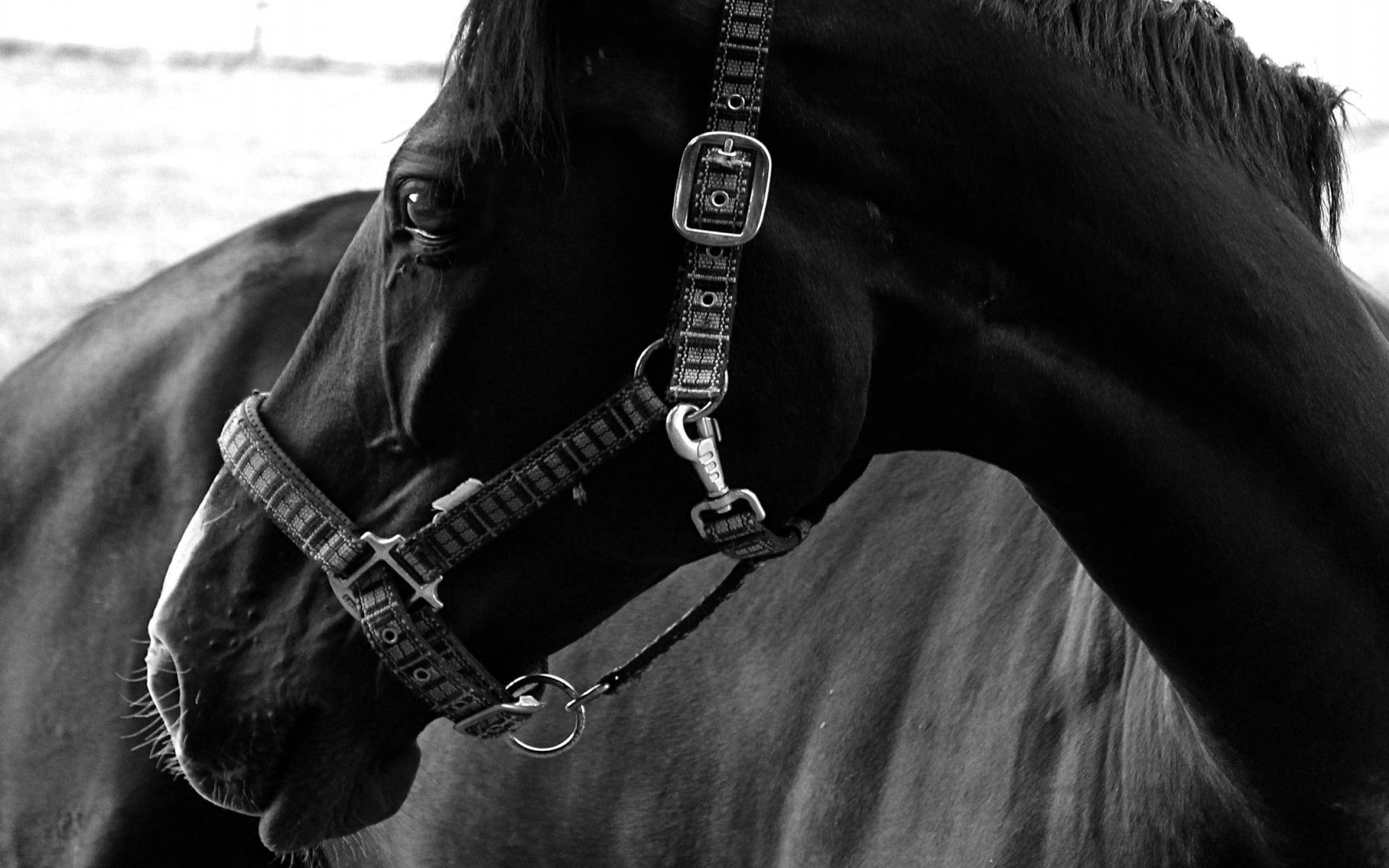 2560x1600 Horse Black Animal Desktop Wallpaper Wallpaper Download. Horse Wallpaper, Horses, Black Horse