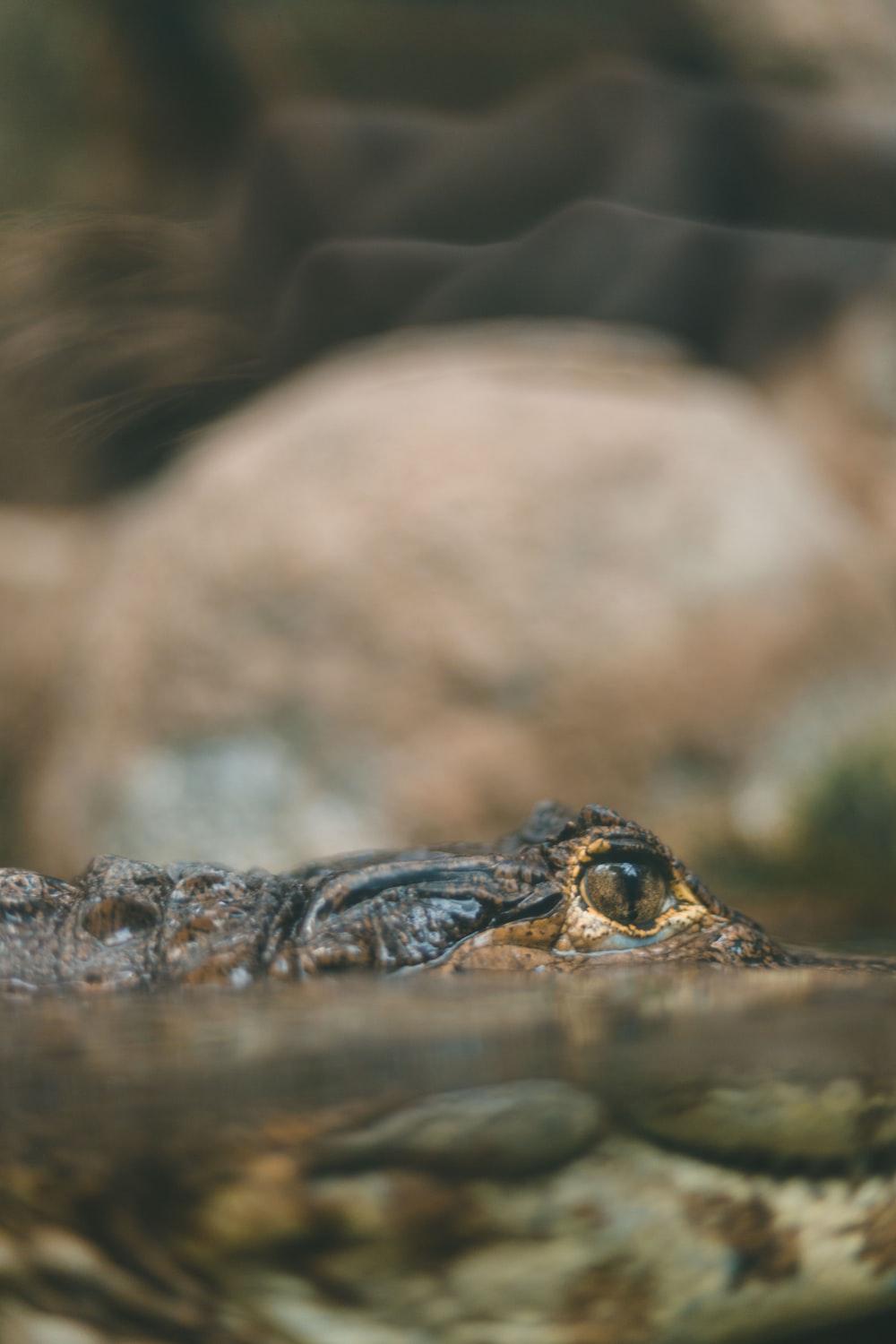 1000x1500 Crocodile Eye Picture. Download Free Image